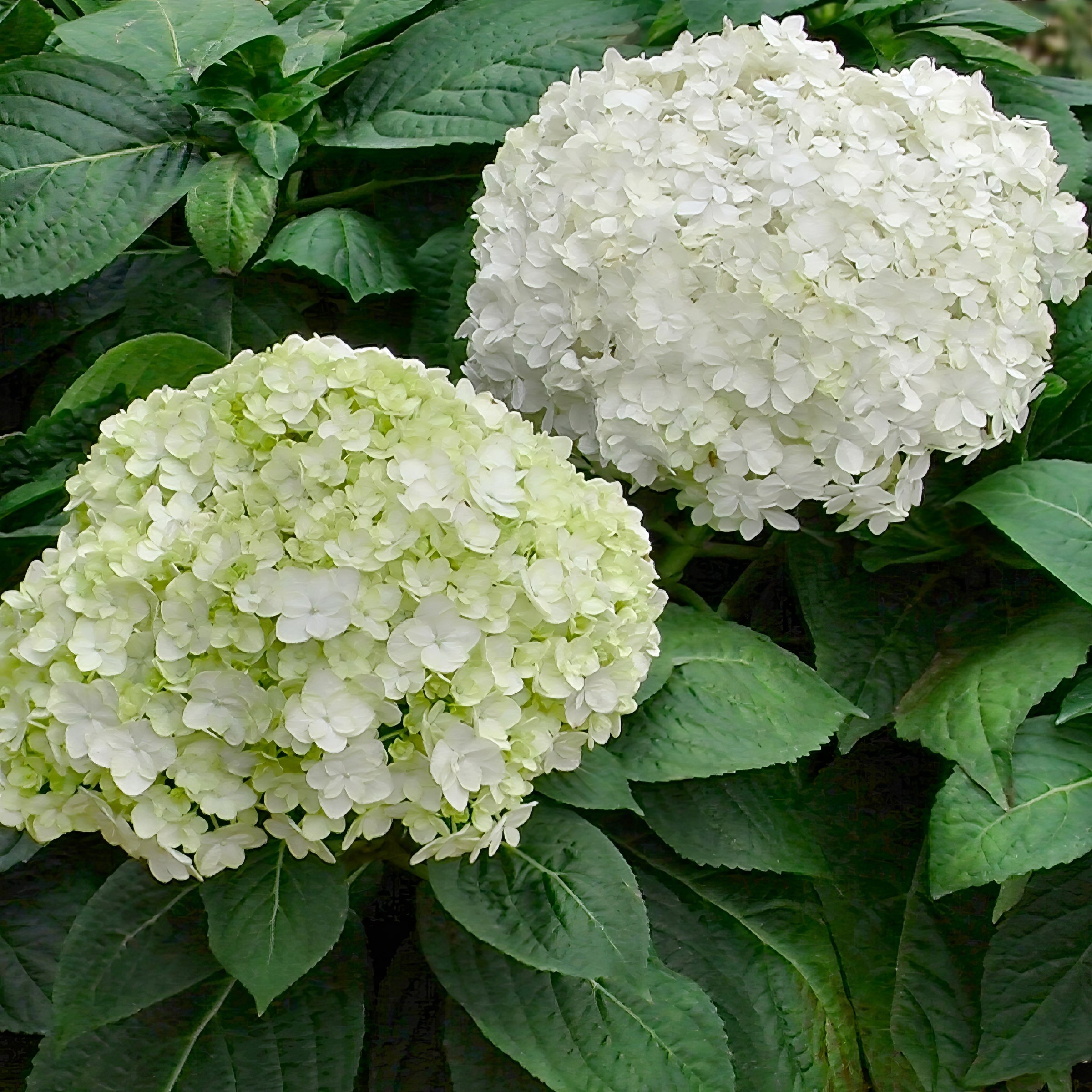 Hydrangea Snow Store - 3 Gallon Pot