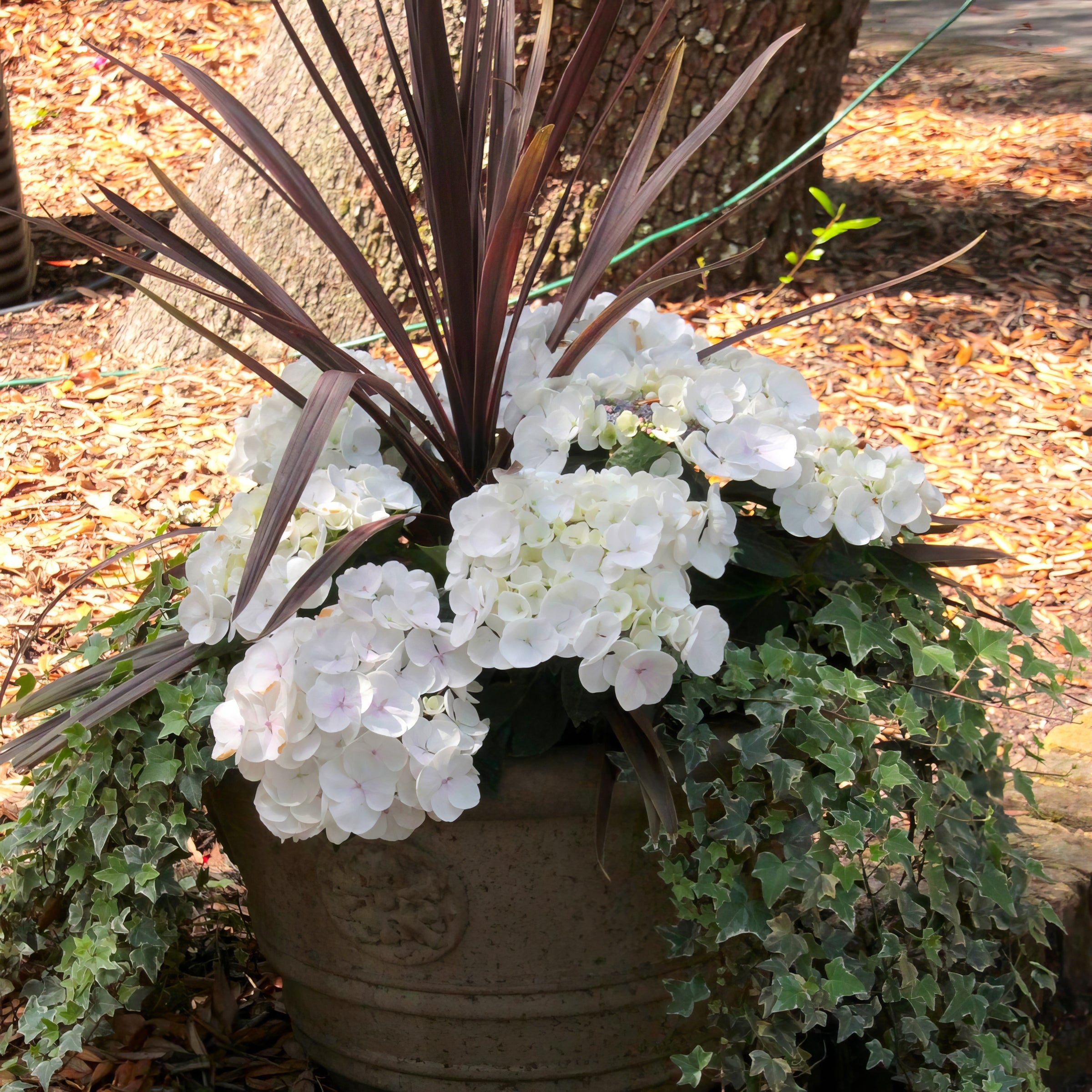 Hydrangea Snow Store - 3 Gallon Pot
