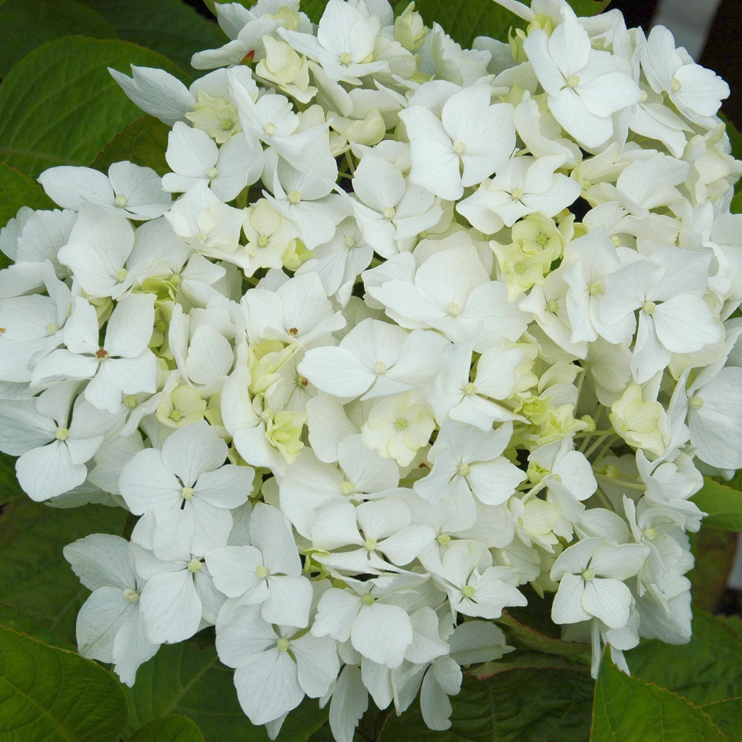 Hydrangea Snow Storm - 4