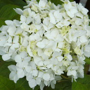 Hydrangea Snow Store - 3 Gallon Pot