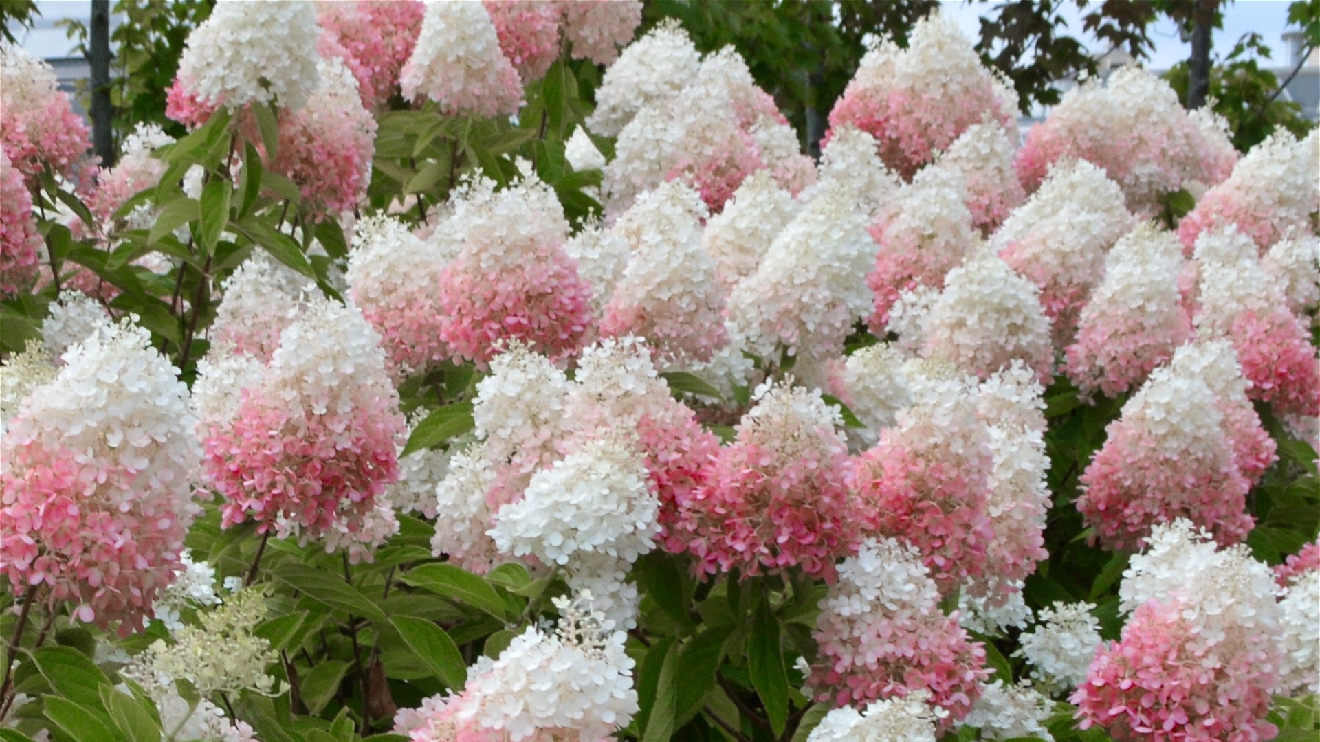 Hydrangea Strawberry Sundae - Trade Gallon Pot