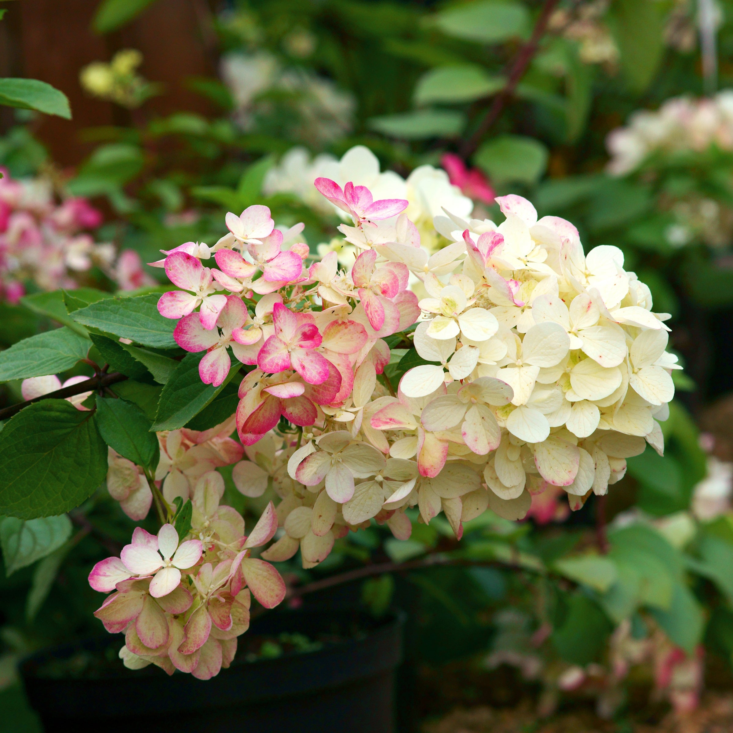 Cottage Farms Direct