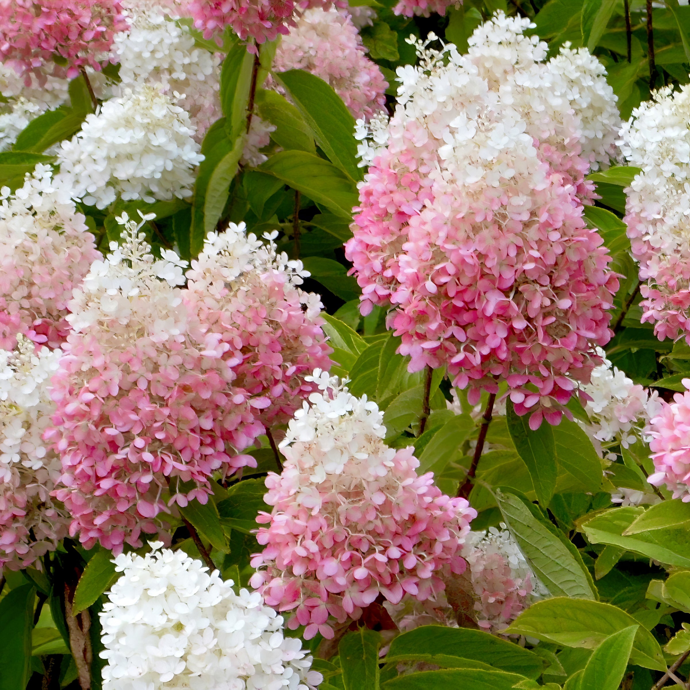 Hydrangea Strawberry Sundae - 1 Gallon Pot – Cottage Farms