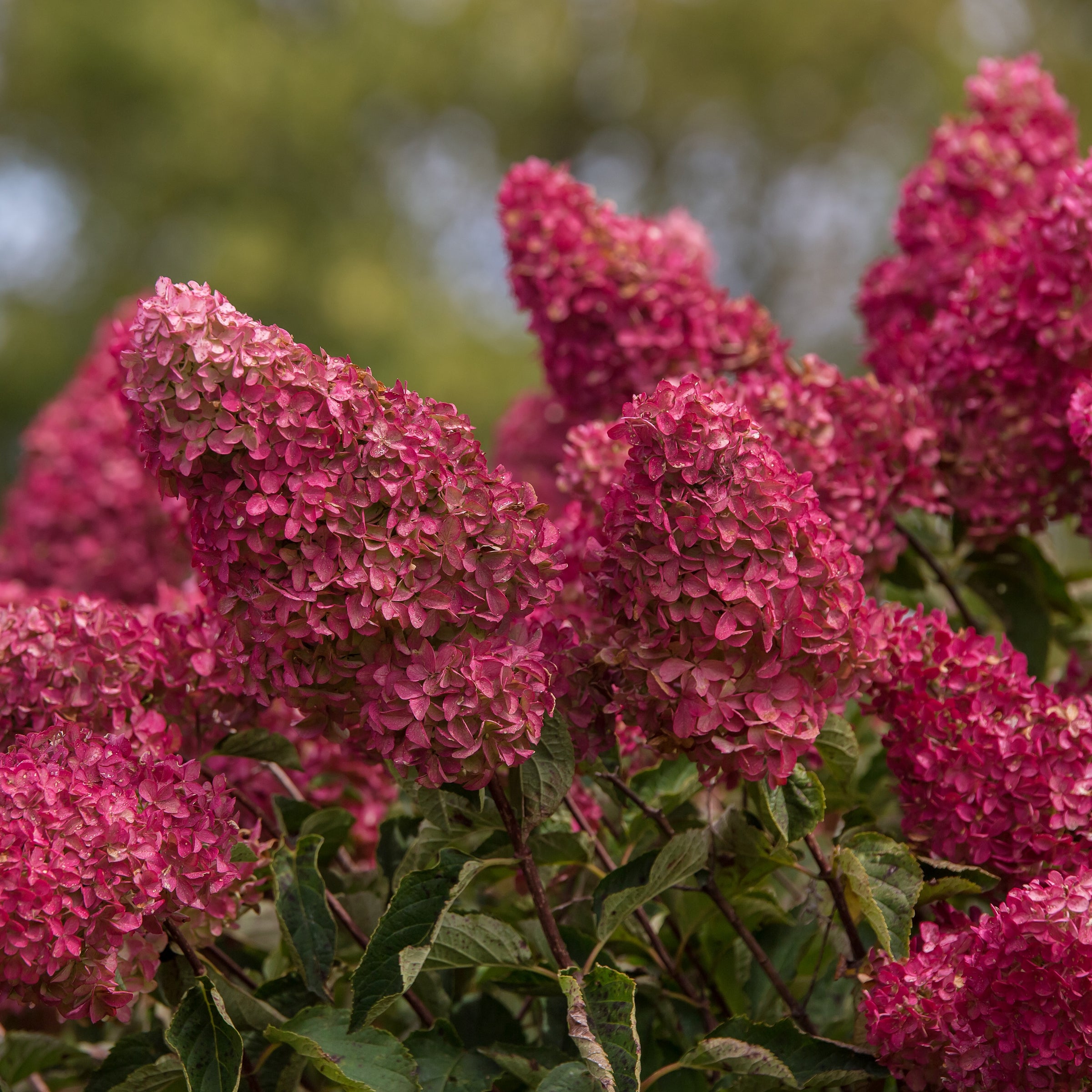 Shrubs | Hydrangea – Cottage Farms