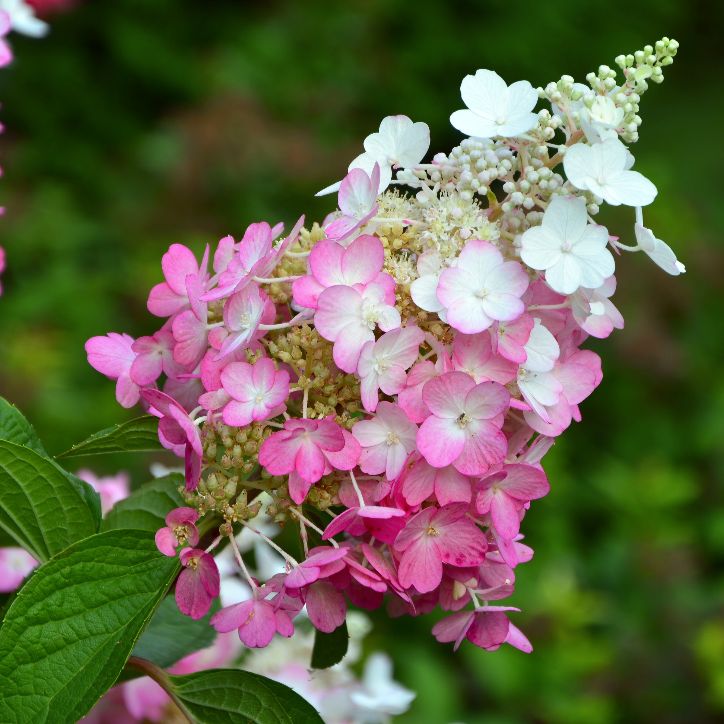 Cottage Farms Direct