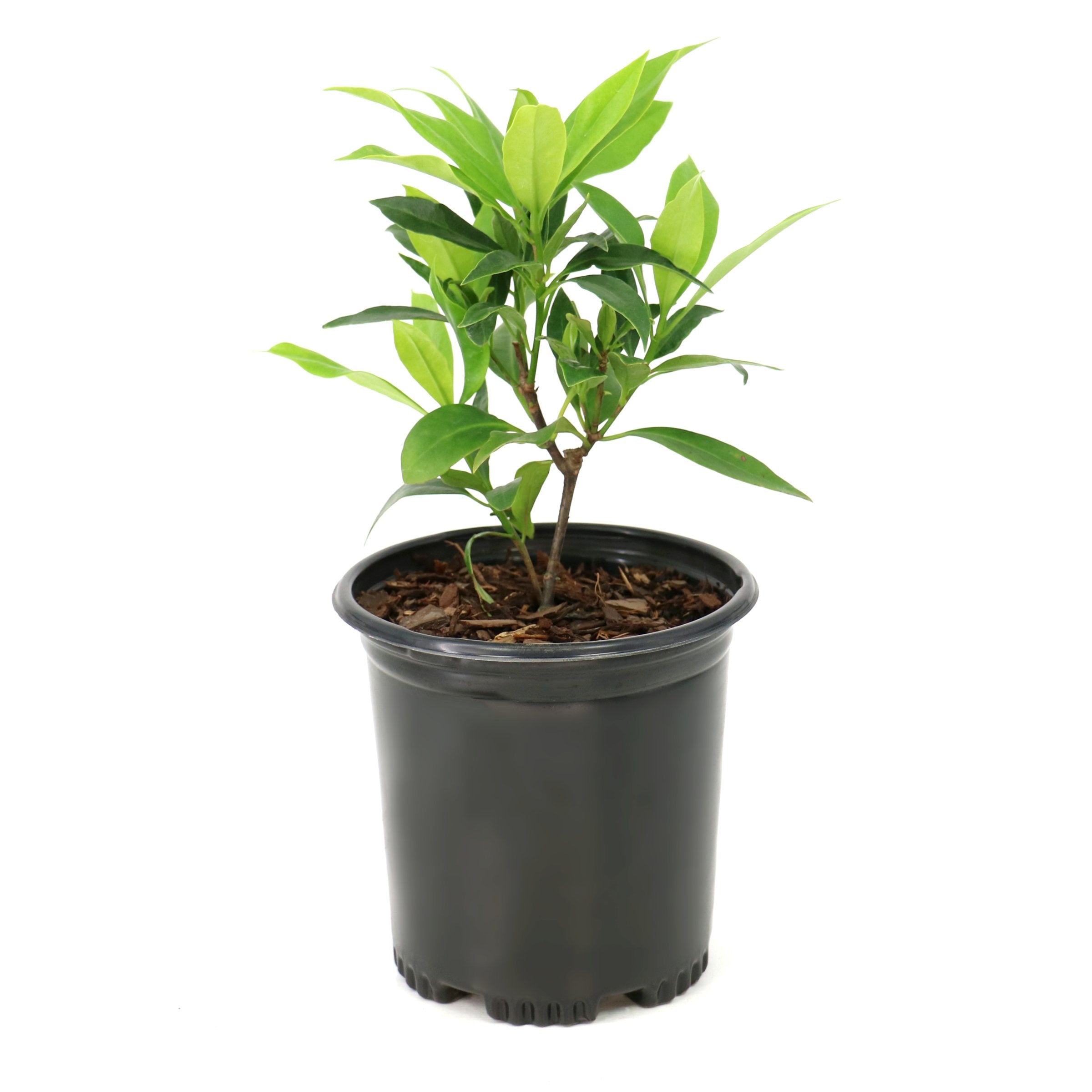 Illicium  'Orion' Star Flower Shrub - 1 Gallon Pot