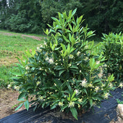 Illicium Star Flower 'Orion' - 5 Gallon  (PICK UP ONLY)