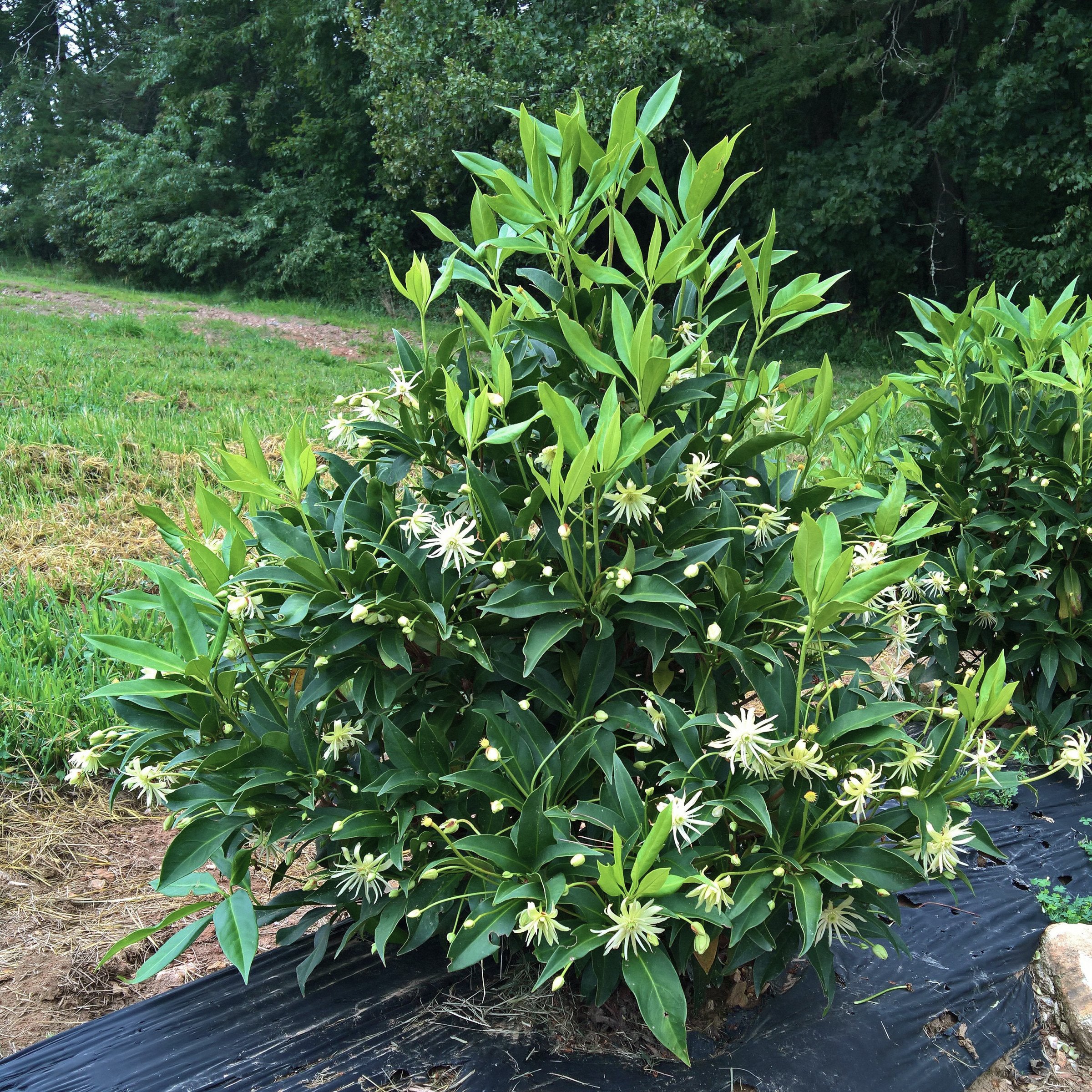 Illicium  'Orion' Star Flower Shrub - 1 Gallon Pot