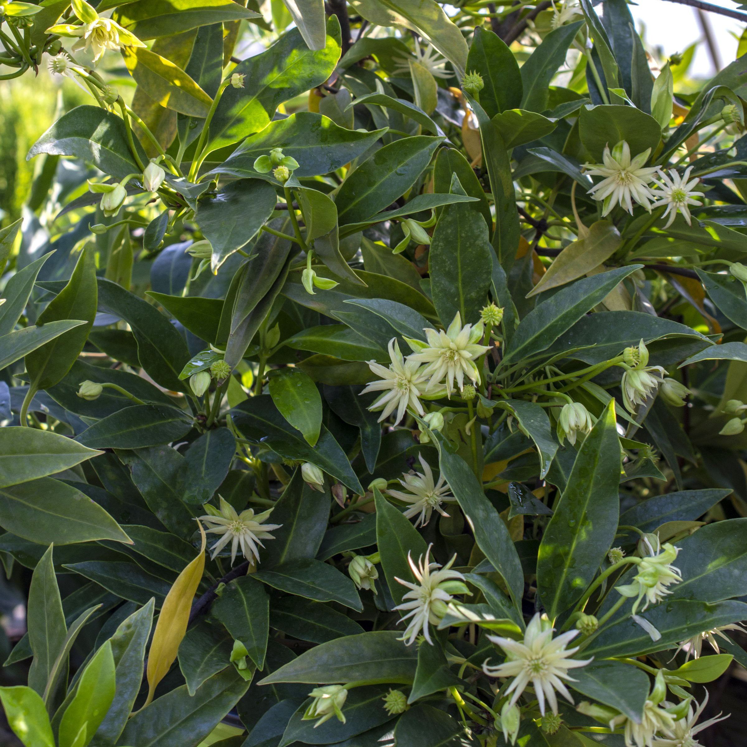 Illicium Star Flower 'Orion' - 5 Gallon  (PICK UP ONLY)