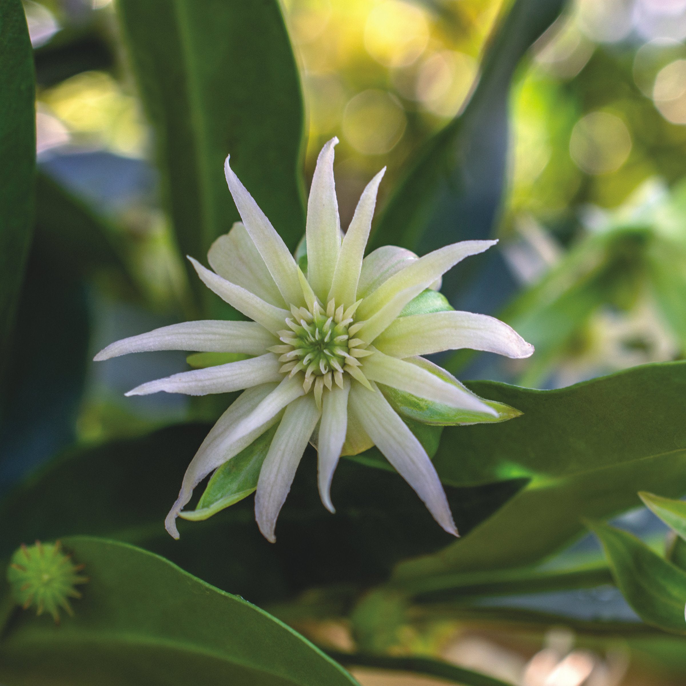 Illicium Star Flower 'Orion' - 5 Gallon  (PICK UP ONLY)