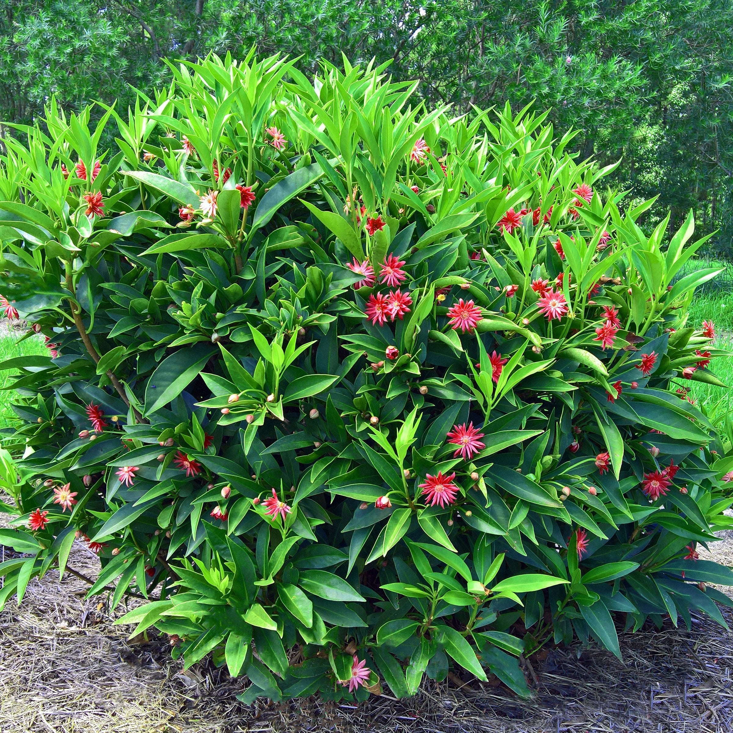 Illicium Star Flower 'Scorpio' - 5 Gallon  (PICK UP ONLY)