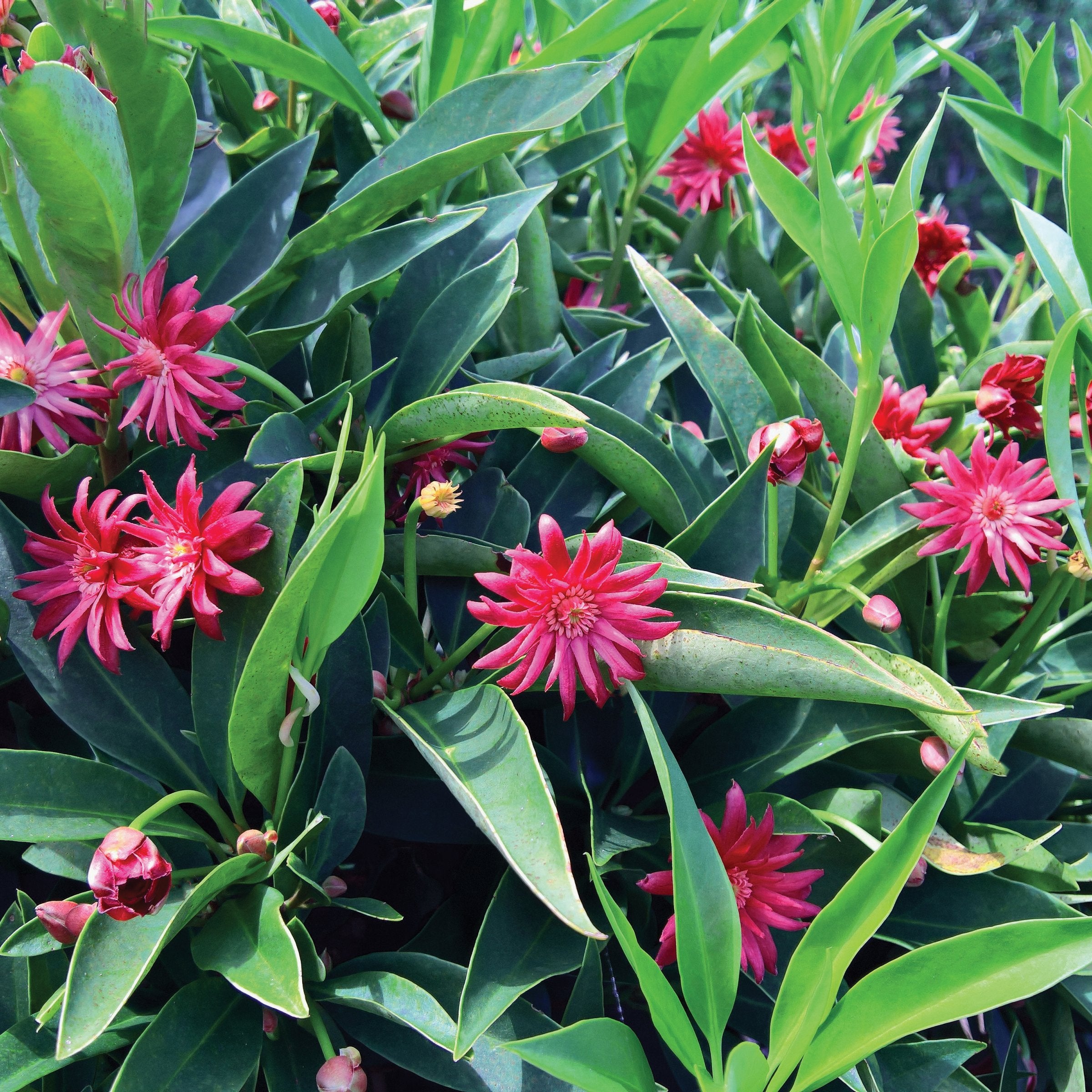 Illicium Star Flower 'Scorpio' - 5 Gallon  (PICK UP ONLY)