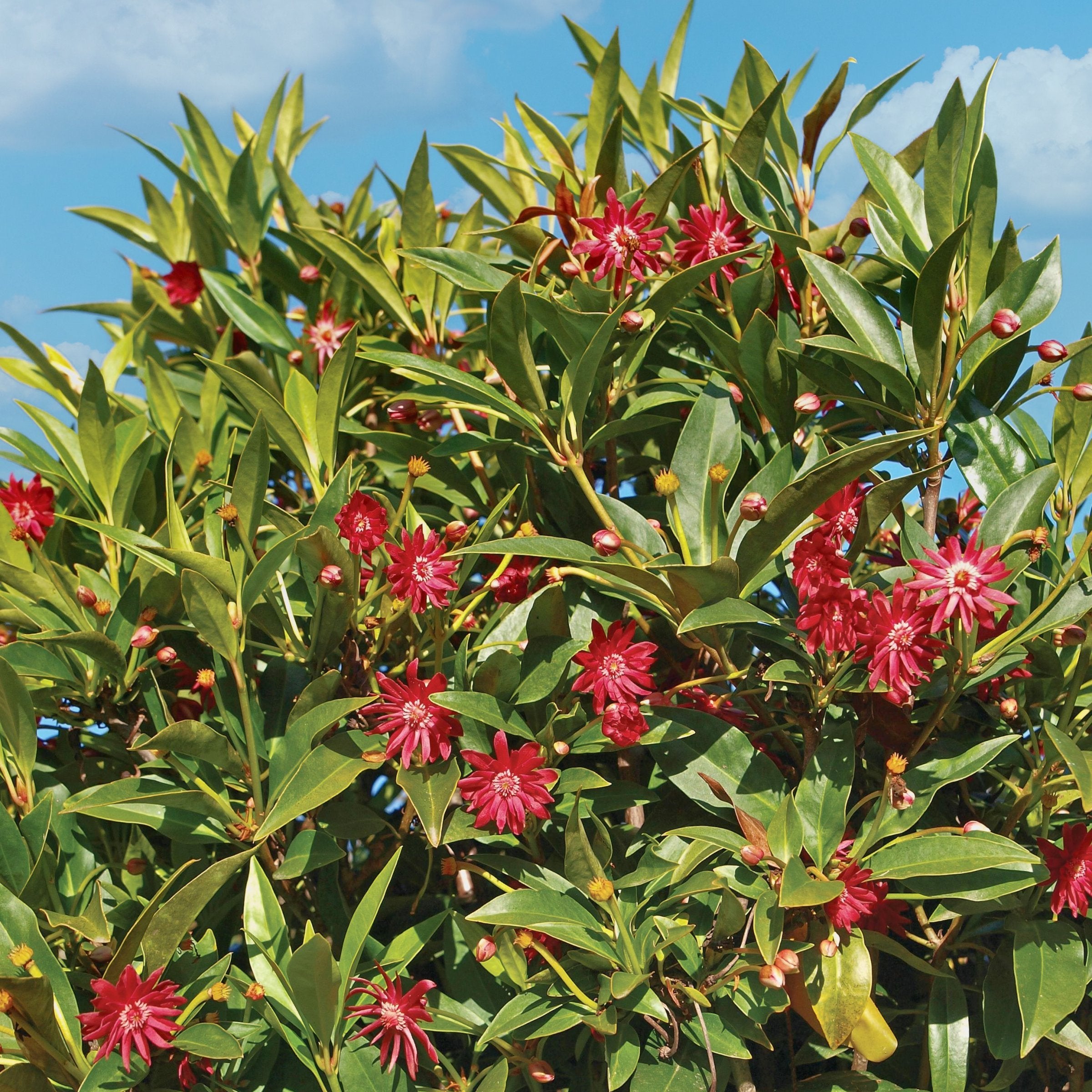 Illicium Star Flower 'Scorpio' - 5 Gallon  (PICK UP ONLY)