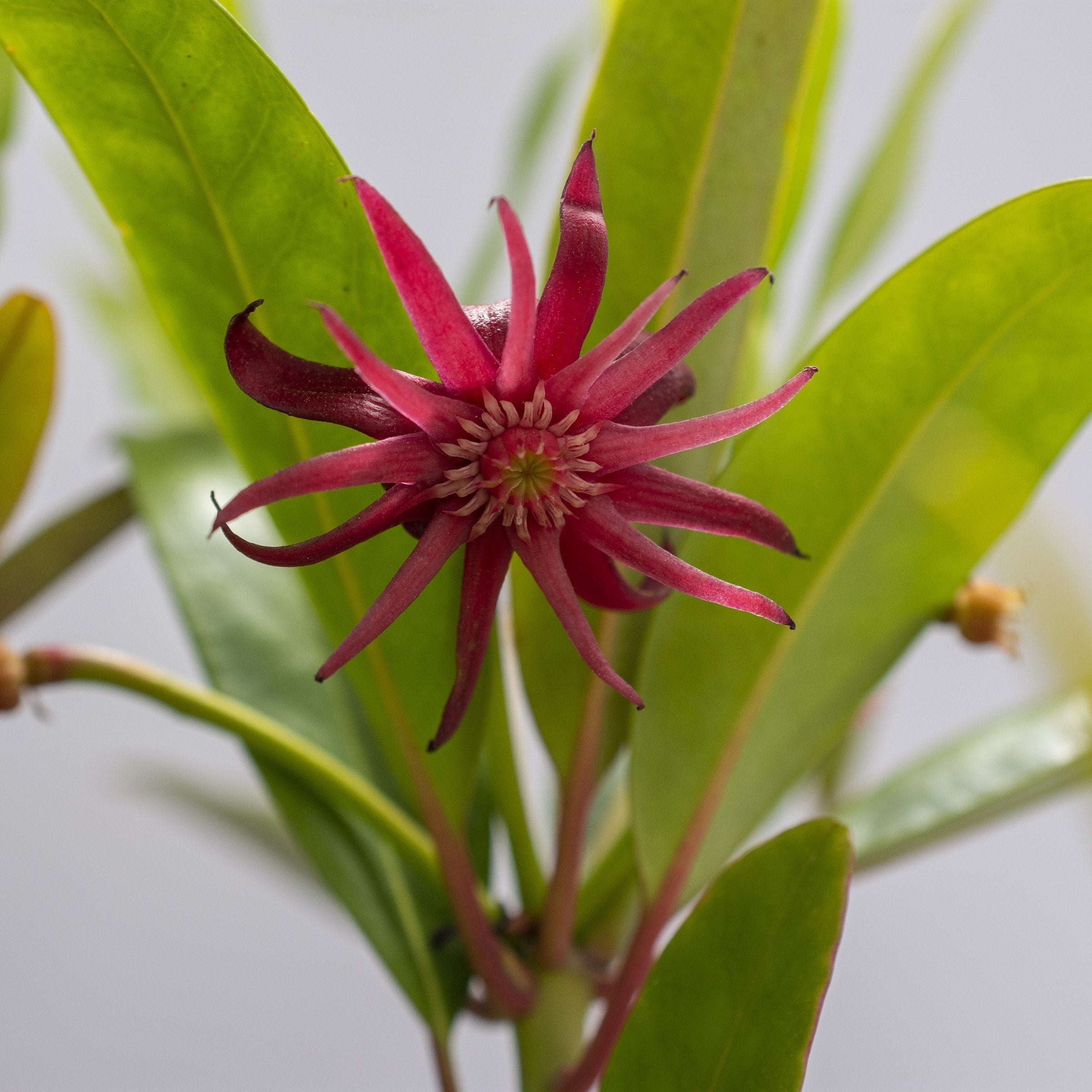 Illicium Star Flower 'Scorpio' - 5 Gallon  (PICK UP ONLY)
