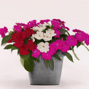 SunPatiens® 3-N-1 Best Friends Mix - 4" (PICK UP SALE)