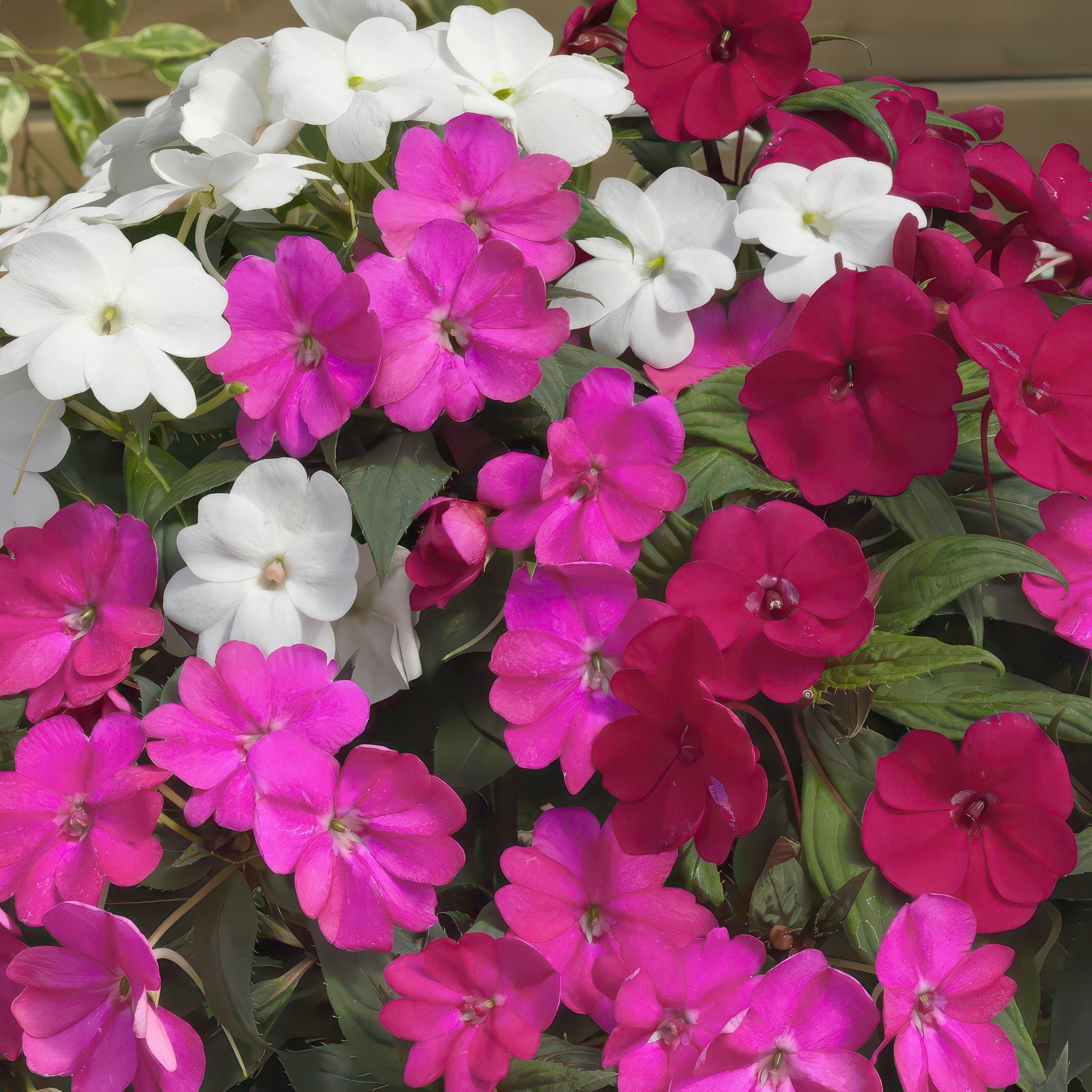 SunPatiens® 3-N-1 Best Friends Mix - 4" (PICK UP SALE)
