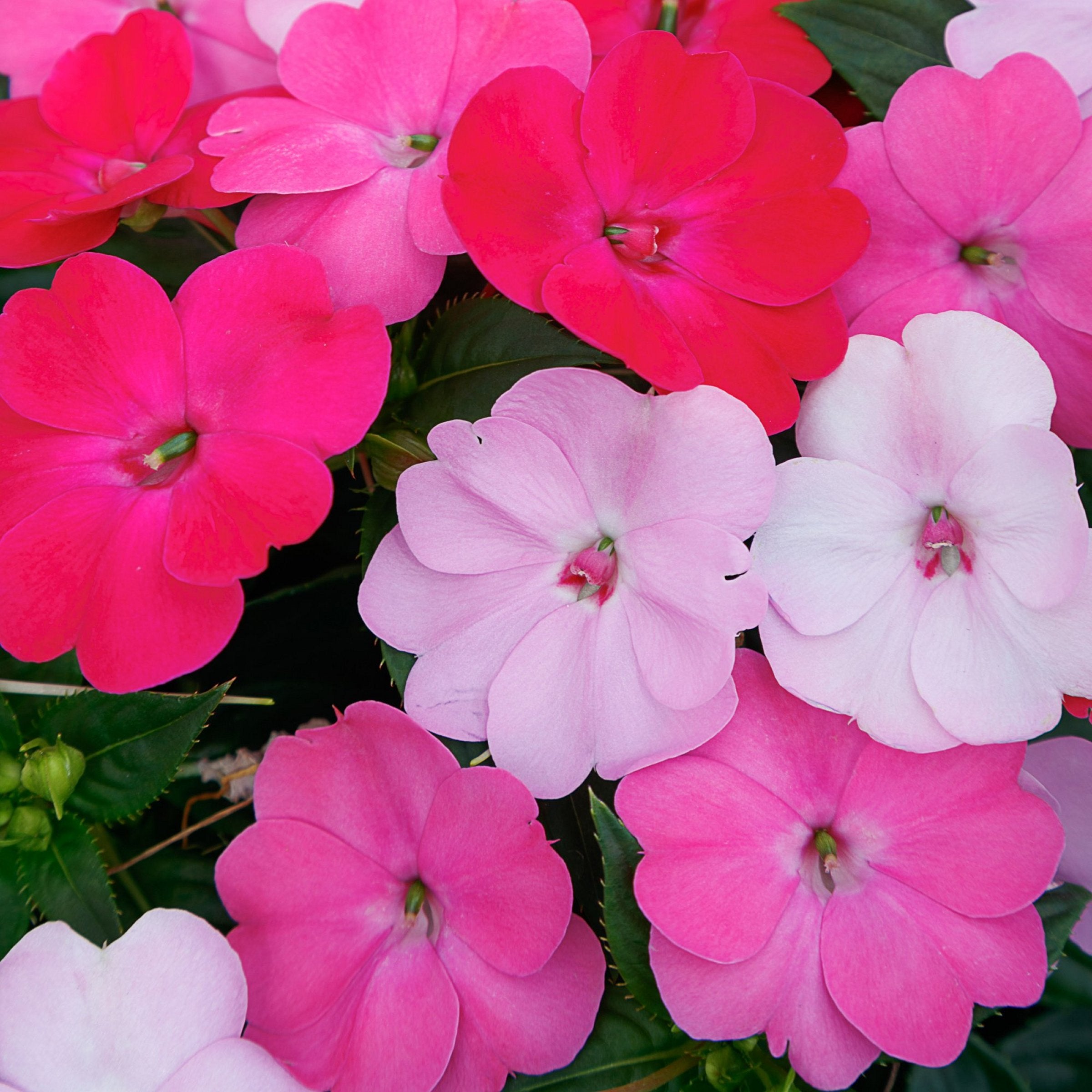 SunPatiens® 3-N-1 Happy Days Mix - 4" (PICK UP SALE)
