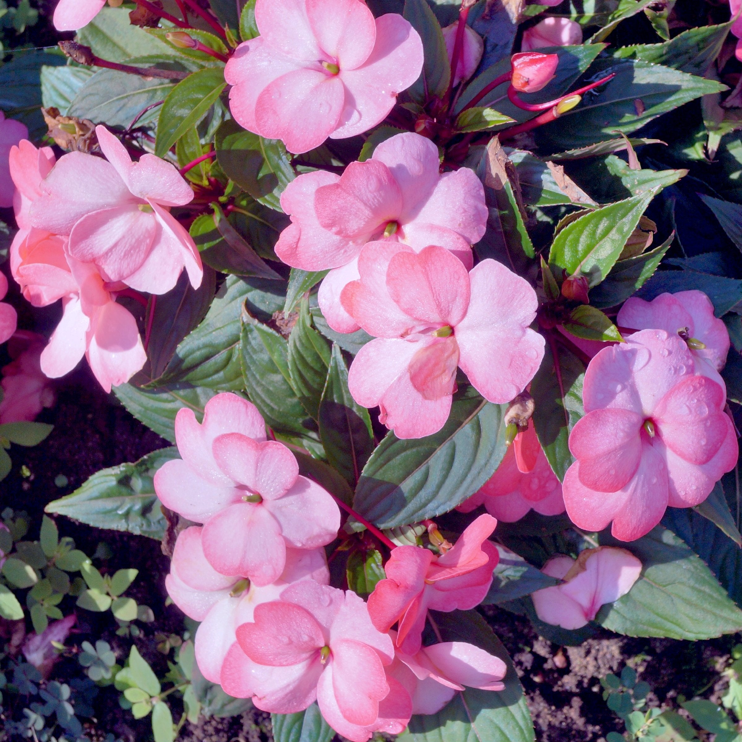 Impatiens SunPatiens® Compact Pink Flash - 2.5" Pot / Box of 4.