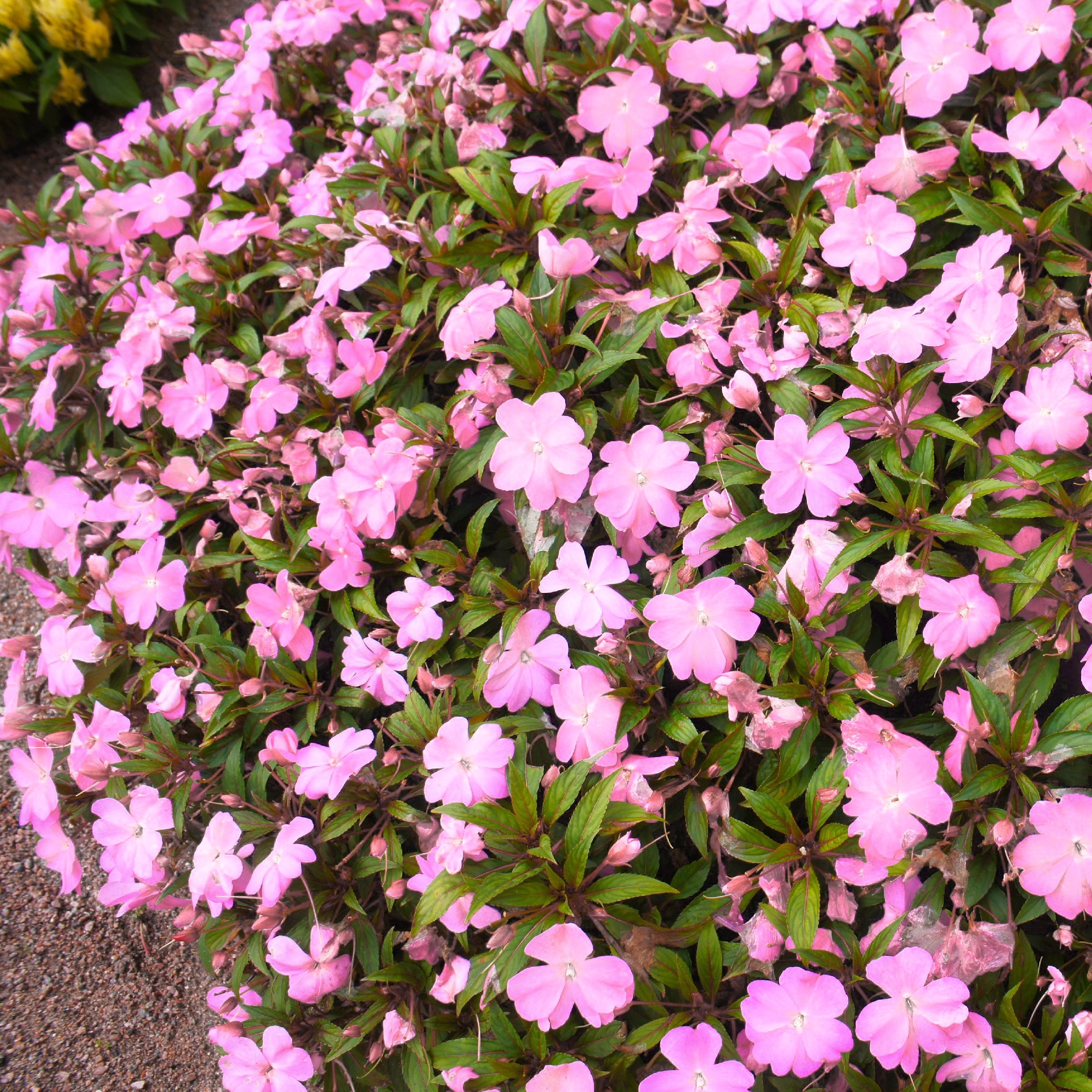 Impatiens SunPatiens® Compact Pink Flash - 2.5" Pot / Box of 4.