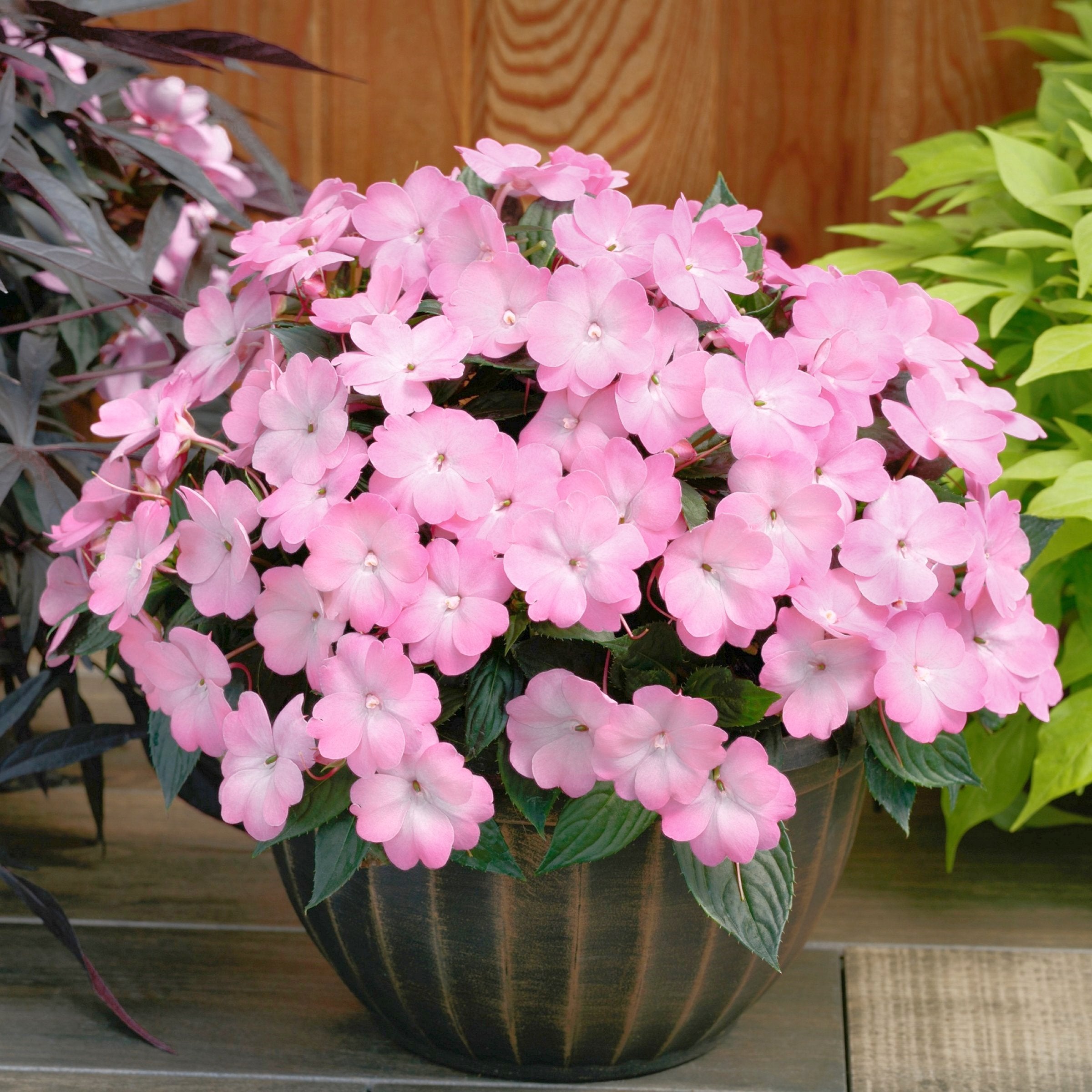 Impatiens SunPatiens® Compact Pink Flash - 2.5" Pot / Box of 4.
