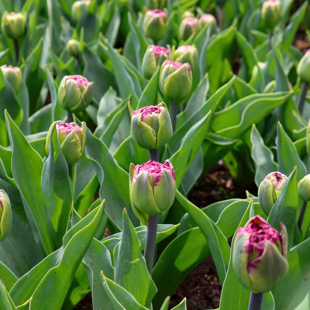 Tulip Ice Cream Bulbs - 10 Bulbs