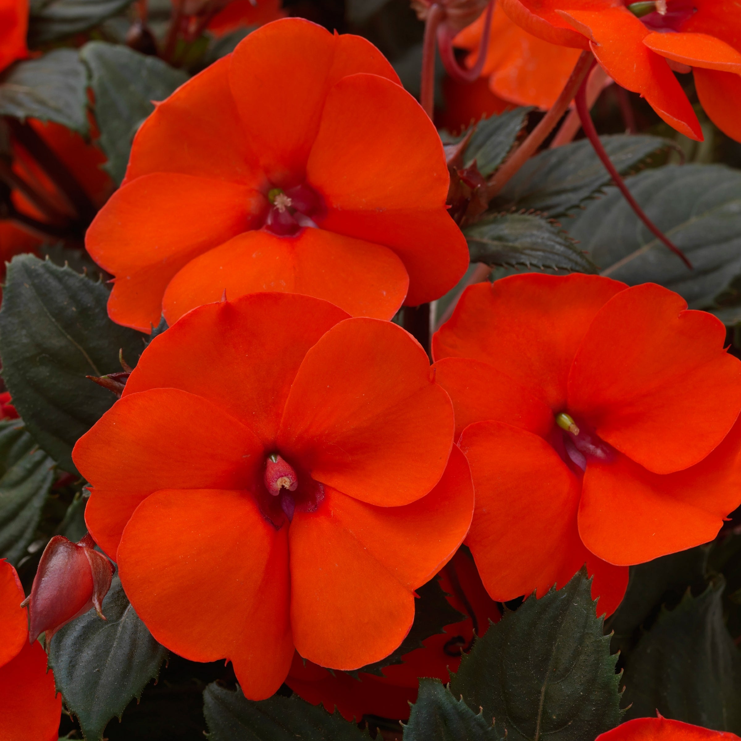 Blush & Blooms SunPatiens® Compact Hot Coral - 2.5" Pot, SPRING PREORDER