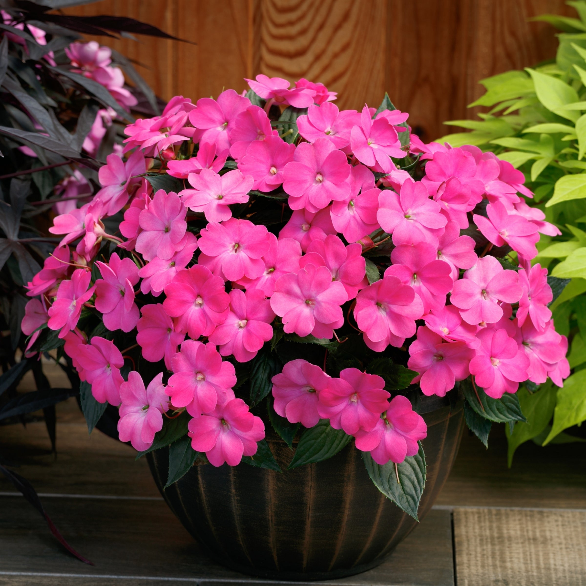 Blush & Blooms SunPatiens® Compact Hot Pink - 2.5" Pot, SPRING PREORDER