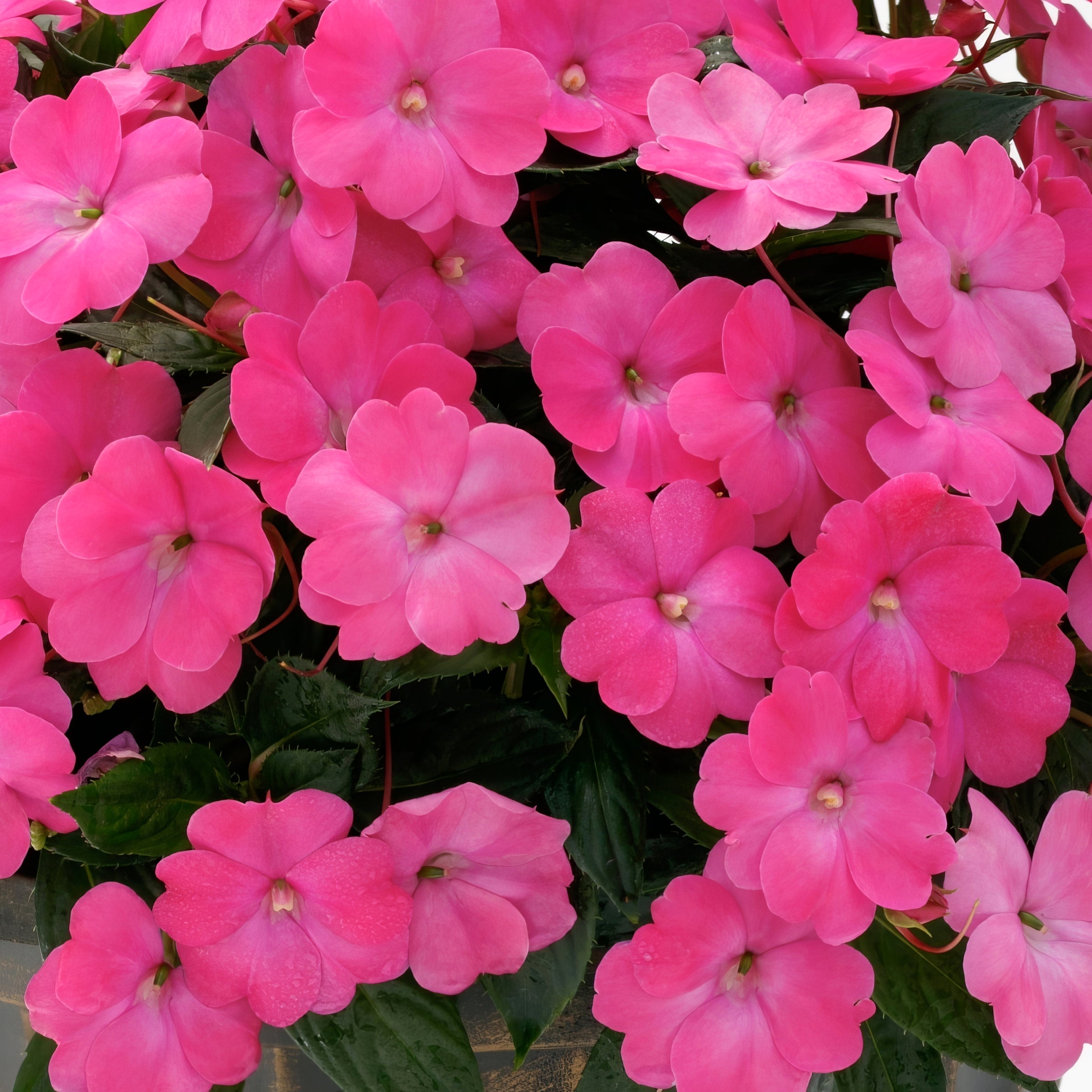 Blush & Blooms SunPatiens® Compact Hot Pink - 2.5" Pot, SPRING PREORDER