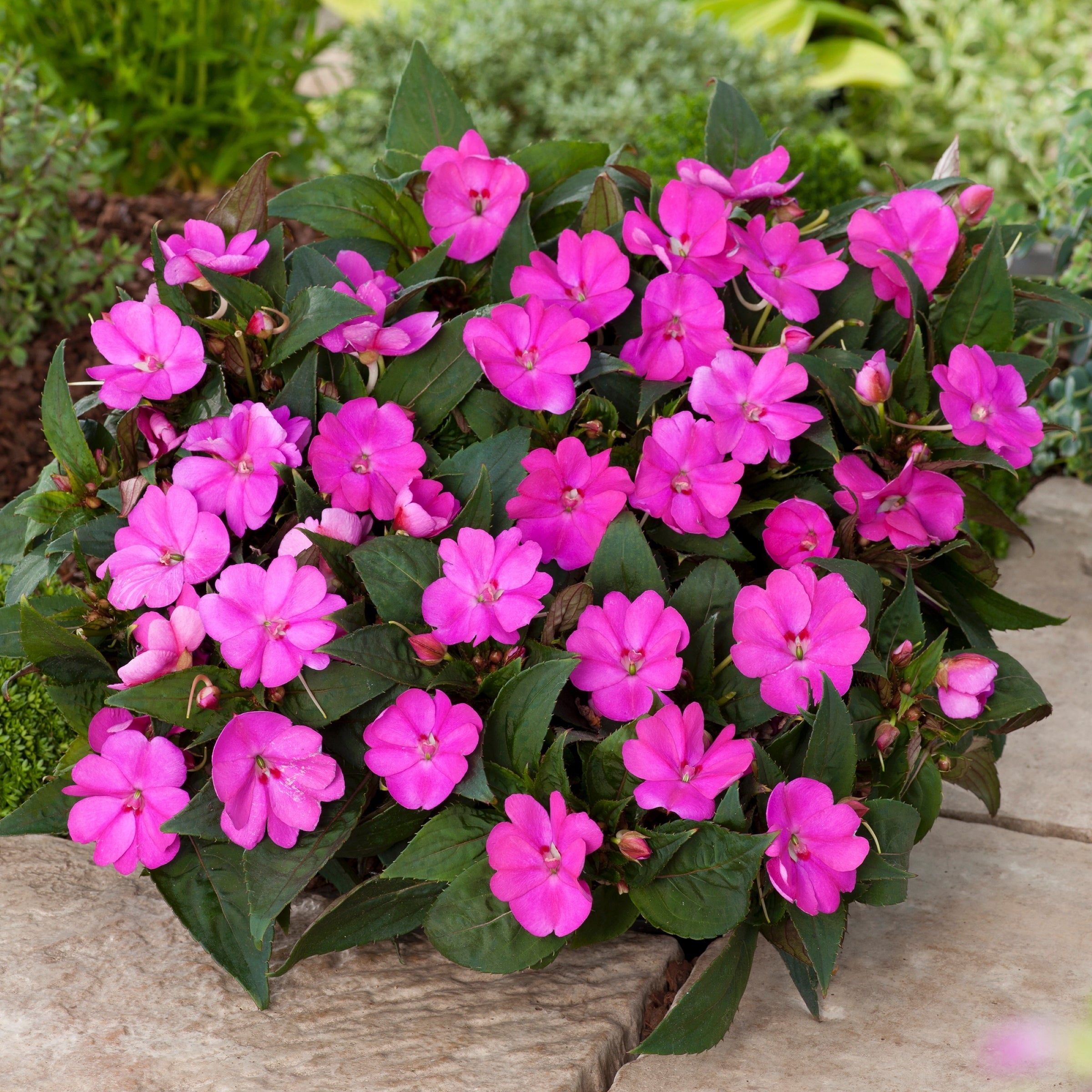Berry Bliss SunPatiens® Compact Lilac - 2.5" Pot, SPRING PREORDER