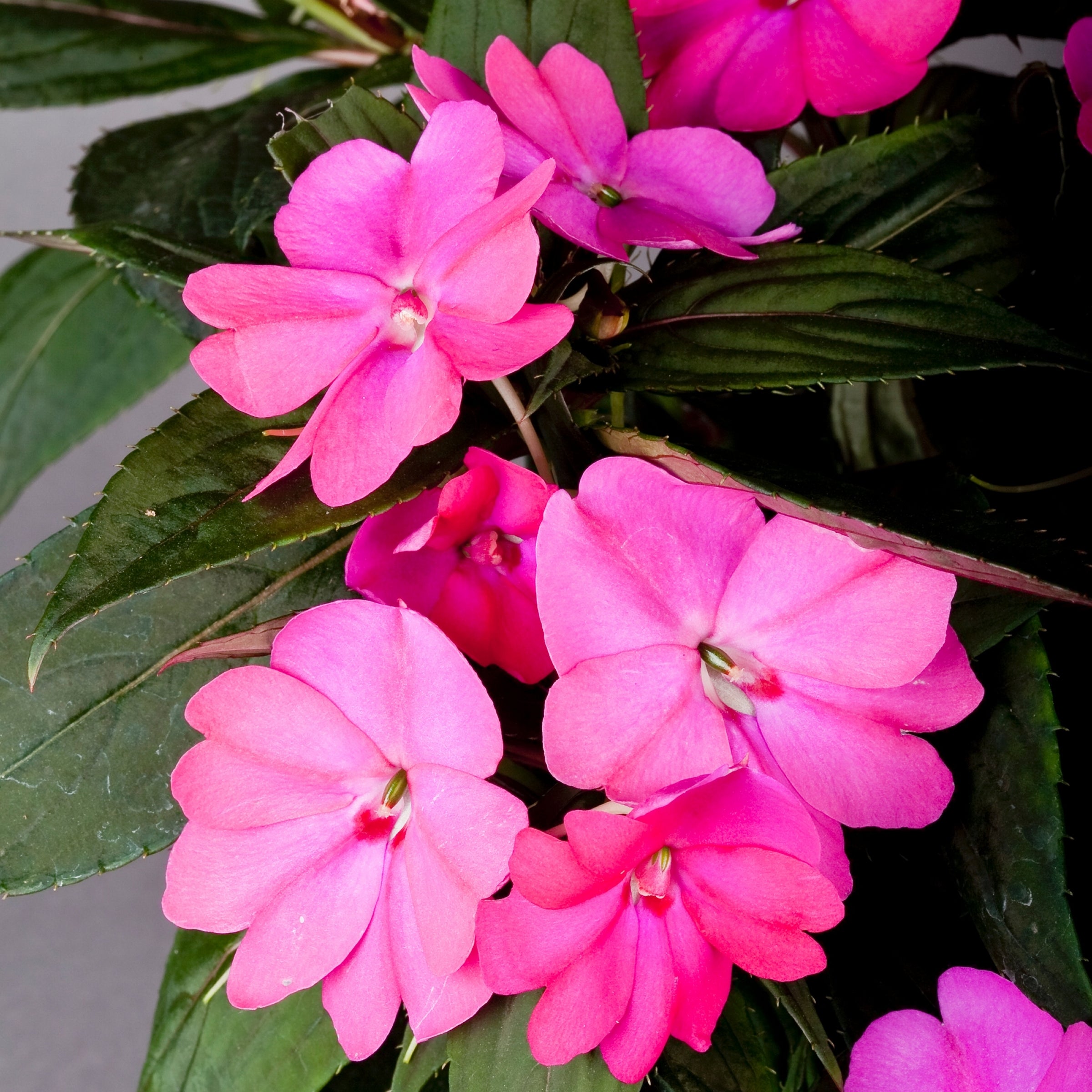 Berry Bliss SunPatiens® Compact Lilac - 2.5" Pot, SPRING PREORDER