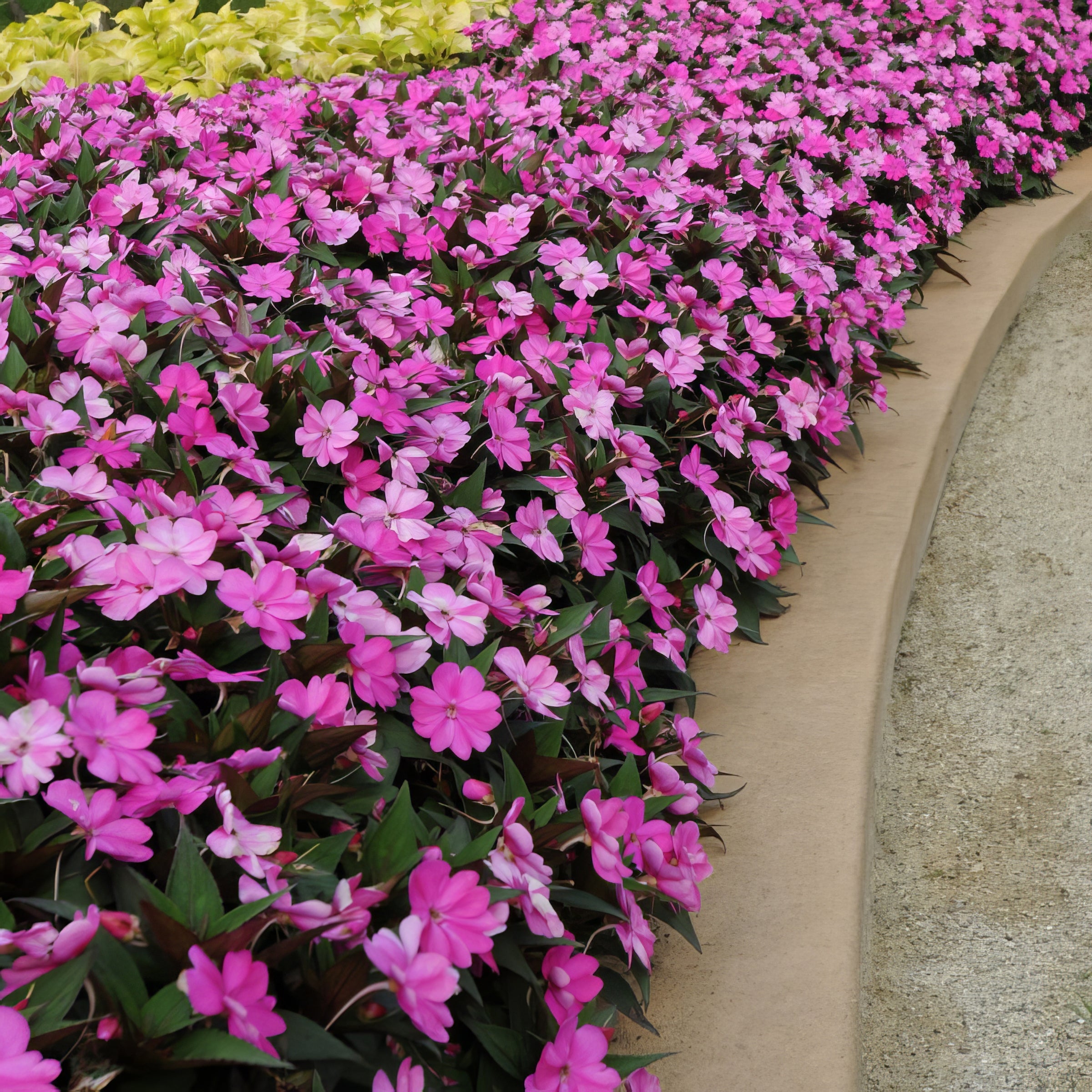 Berry Bliss SunPatiens® Compact Lilac - 2.5" Pot, SPRING PREORDER