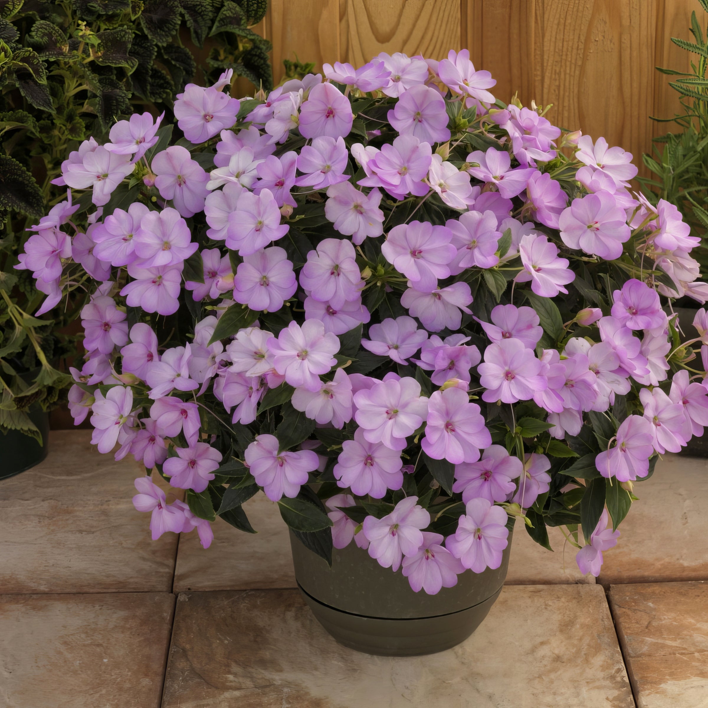 Impatiens SunPatiens® Compact Orchid Blush - 2.5" Pot / Box of 4.