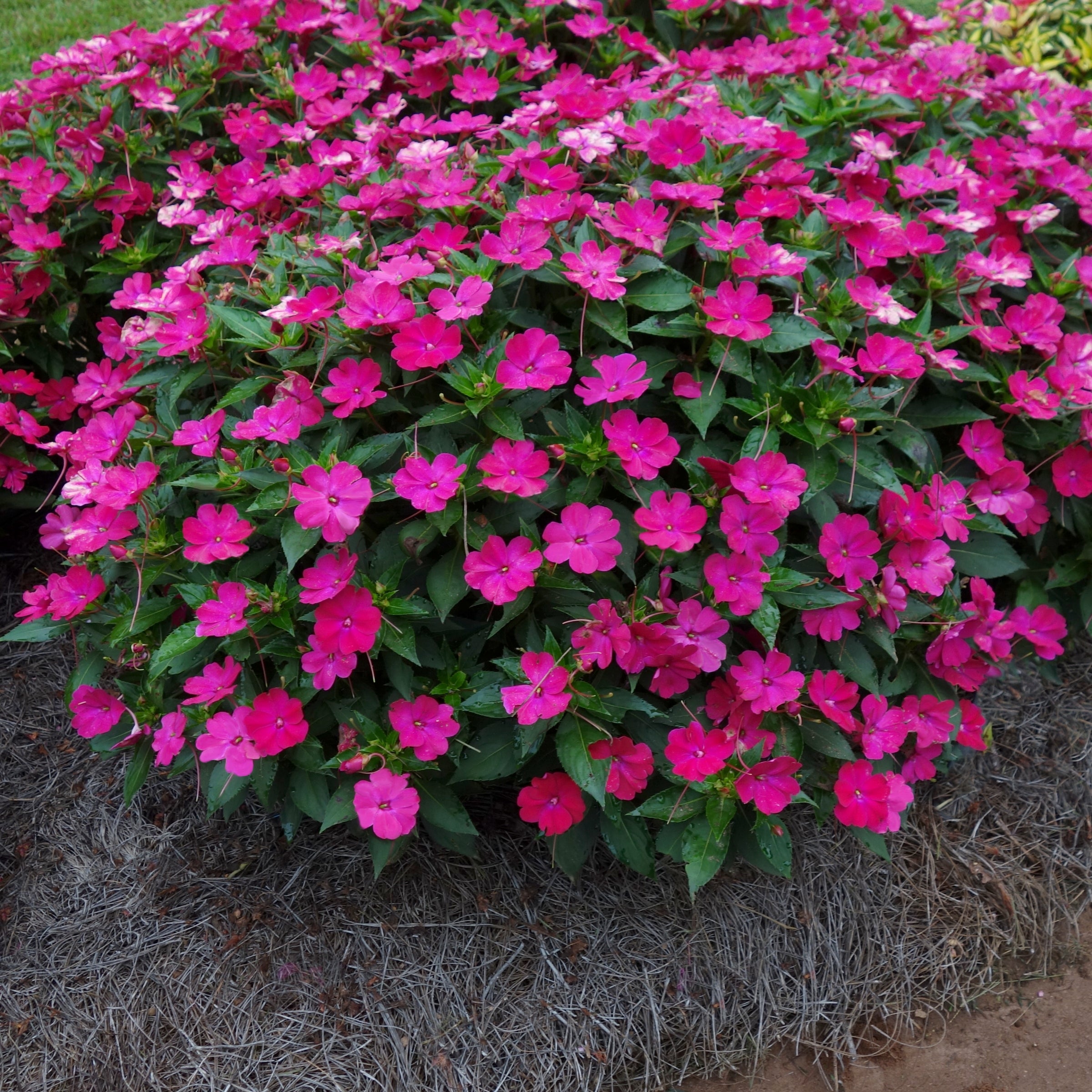 Impatiens SunPatiens® Compact Rose Glow - 2.5" Pot / Box of 4.