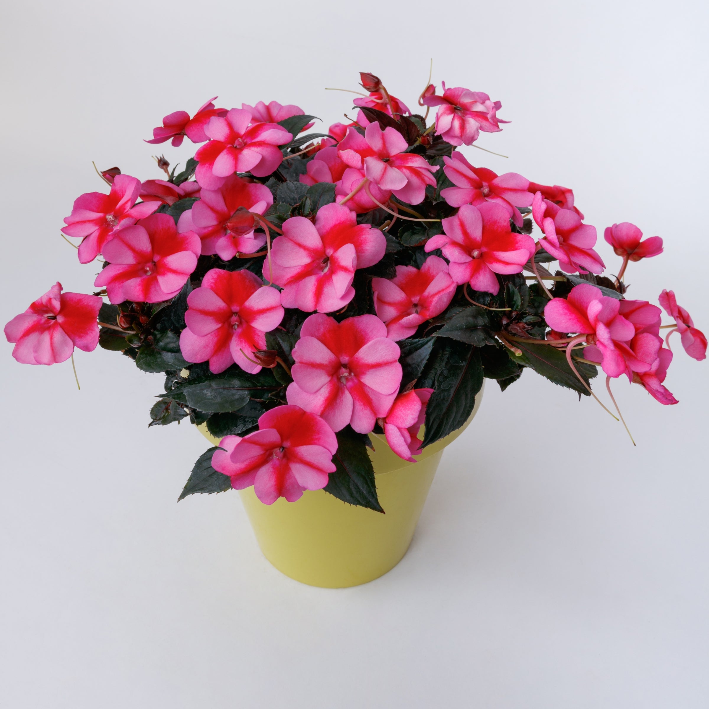Blush & Blooms SunPatiens® Red Candy - 2.5" Pot, SPRING PREORDER