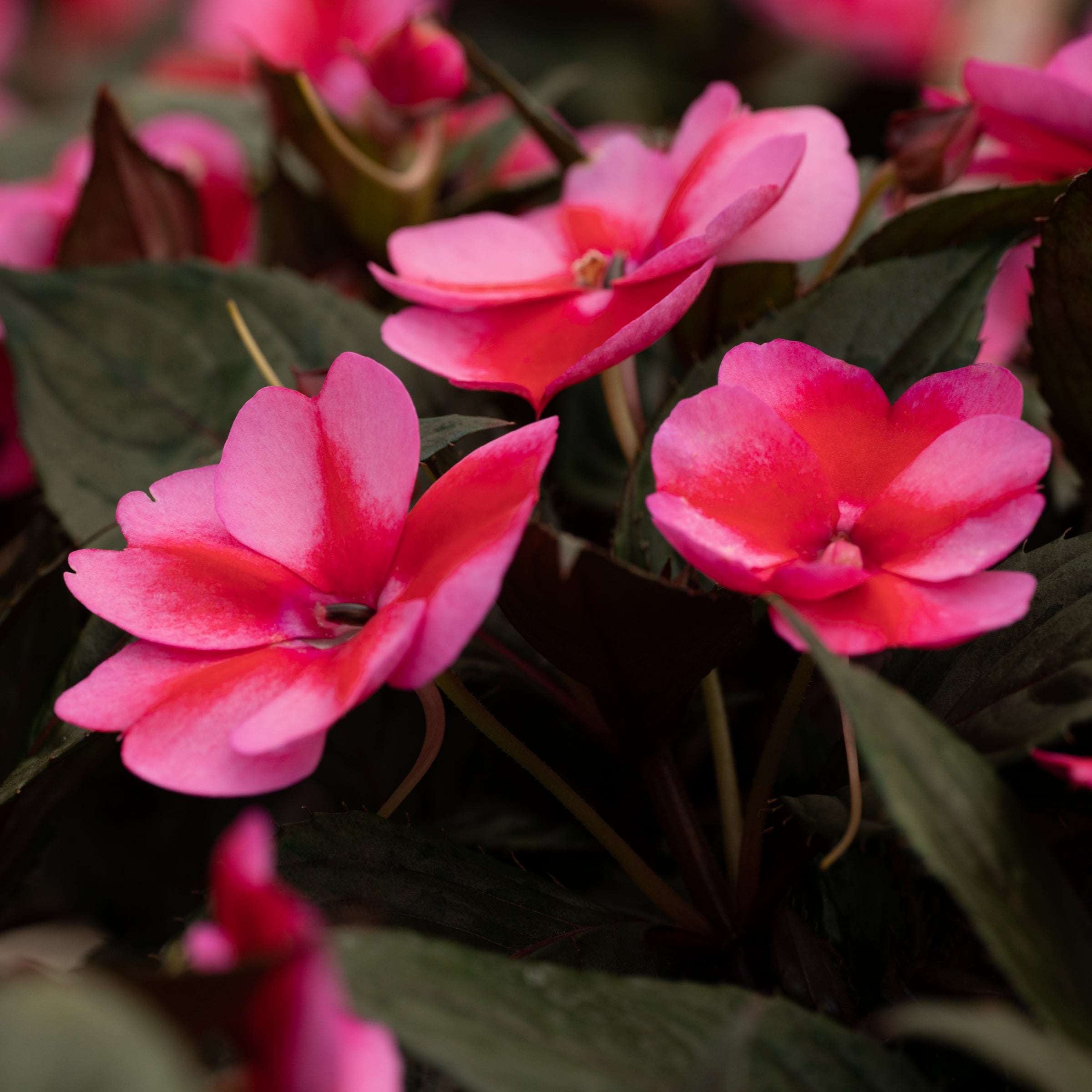 Blush & Blooms SunPatiens® Red Candy - 2.5" Pot, SPRING PREORDER