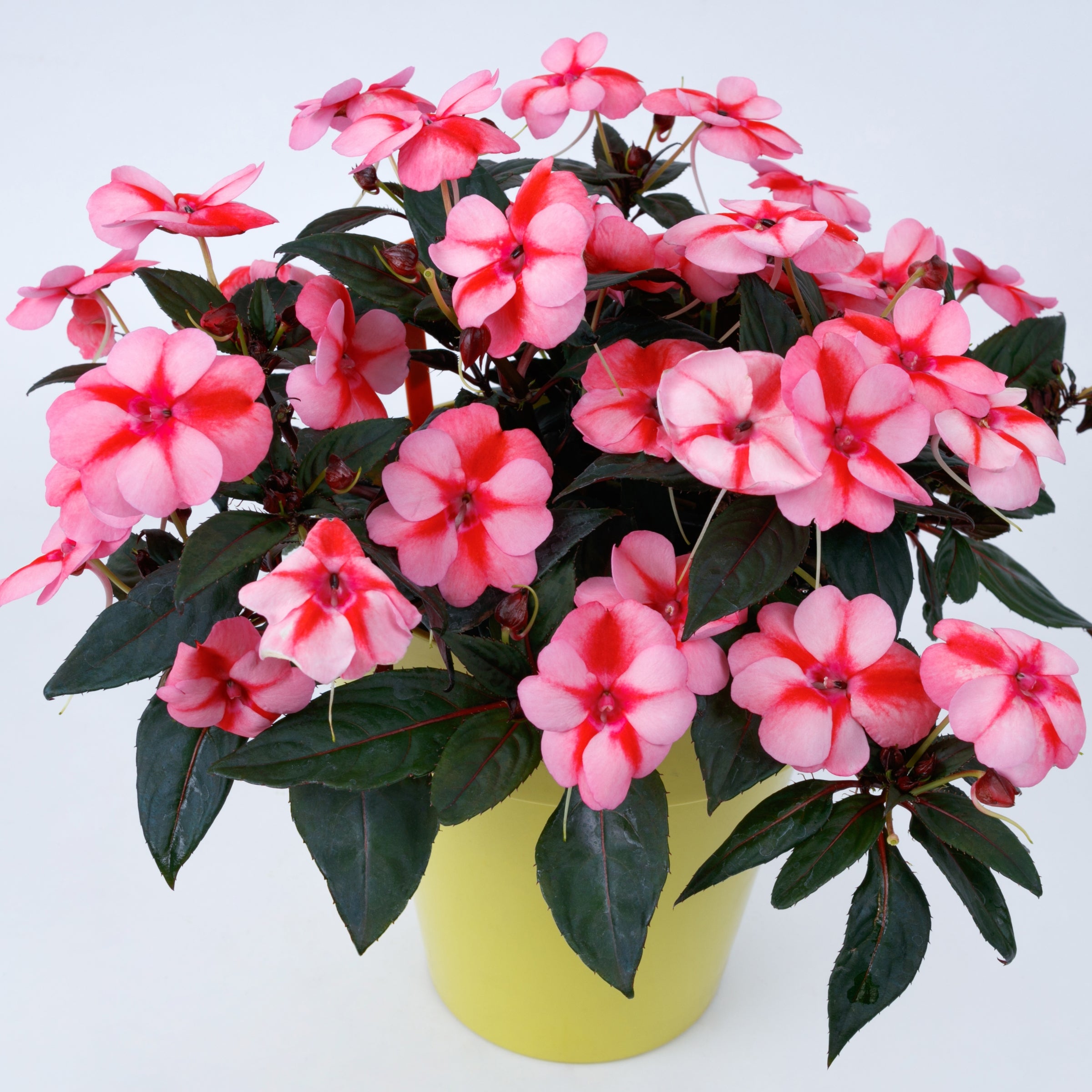 Blush & Blooms SunPatiens® Vigorous Peach Candy - 2.5" Pot, SPRING PREORDER