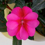 Berry Bliss SunPatiens® Compact Purple Candy - 2.5" Pot, SPRING PREORDER