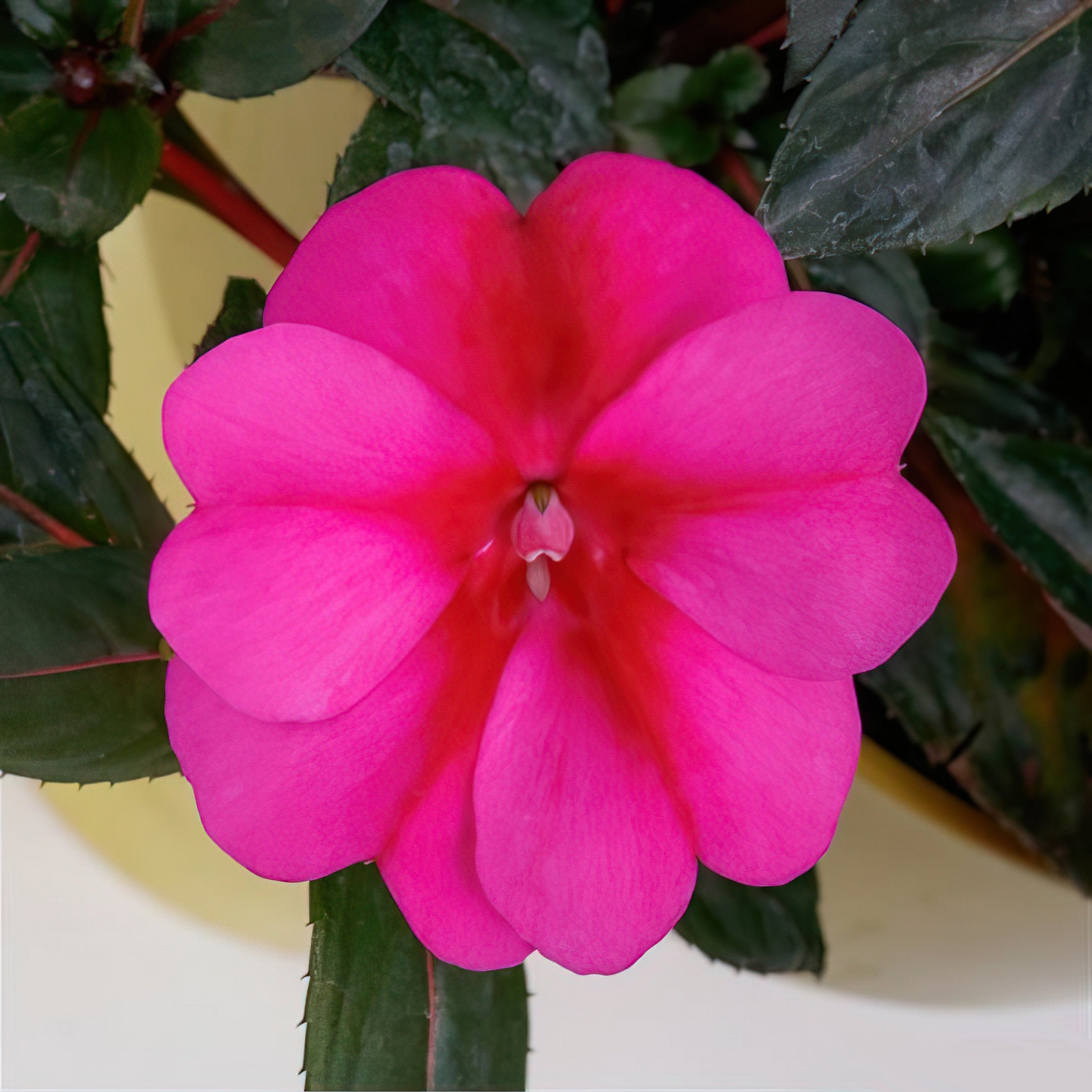 Berry Bliss SunPatiens® Compact Purple Candy - 2.5" Pot, SPRING PREORDER