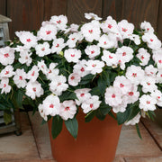 Blush & Blooms SunPatiens® Impatiens xhybrida Vigorous Sweetheart White - 2.5" Pot, SPRING PREORDER