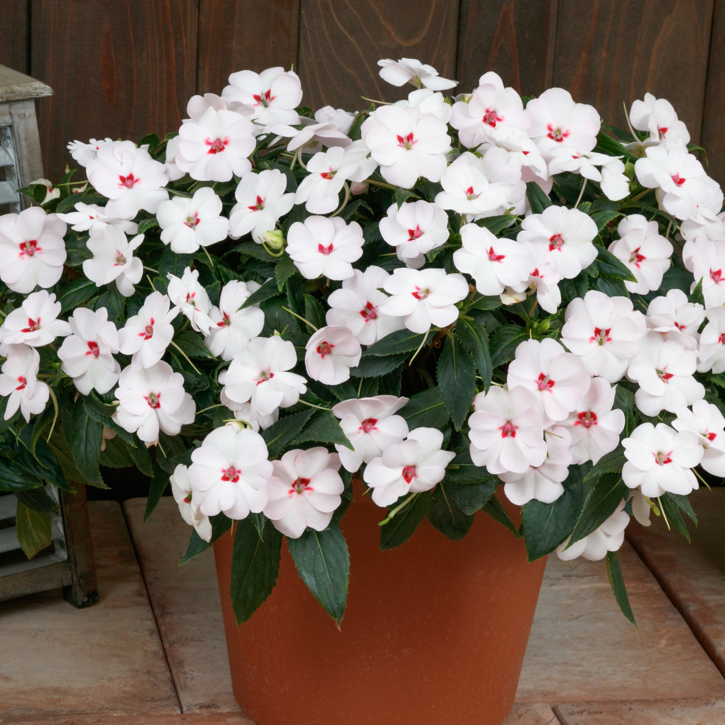 Blush & Blooms SunPatiens® Impatiens xhybrida Vigorous Sweetheart White - 2.5" Pot, SPRING PREORDER