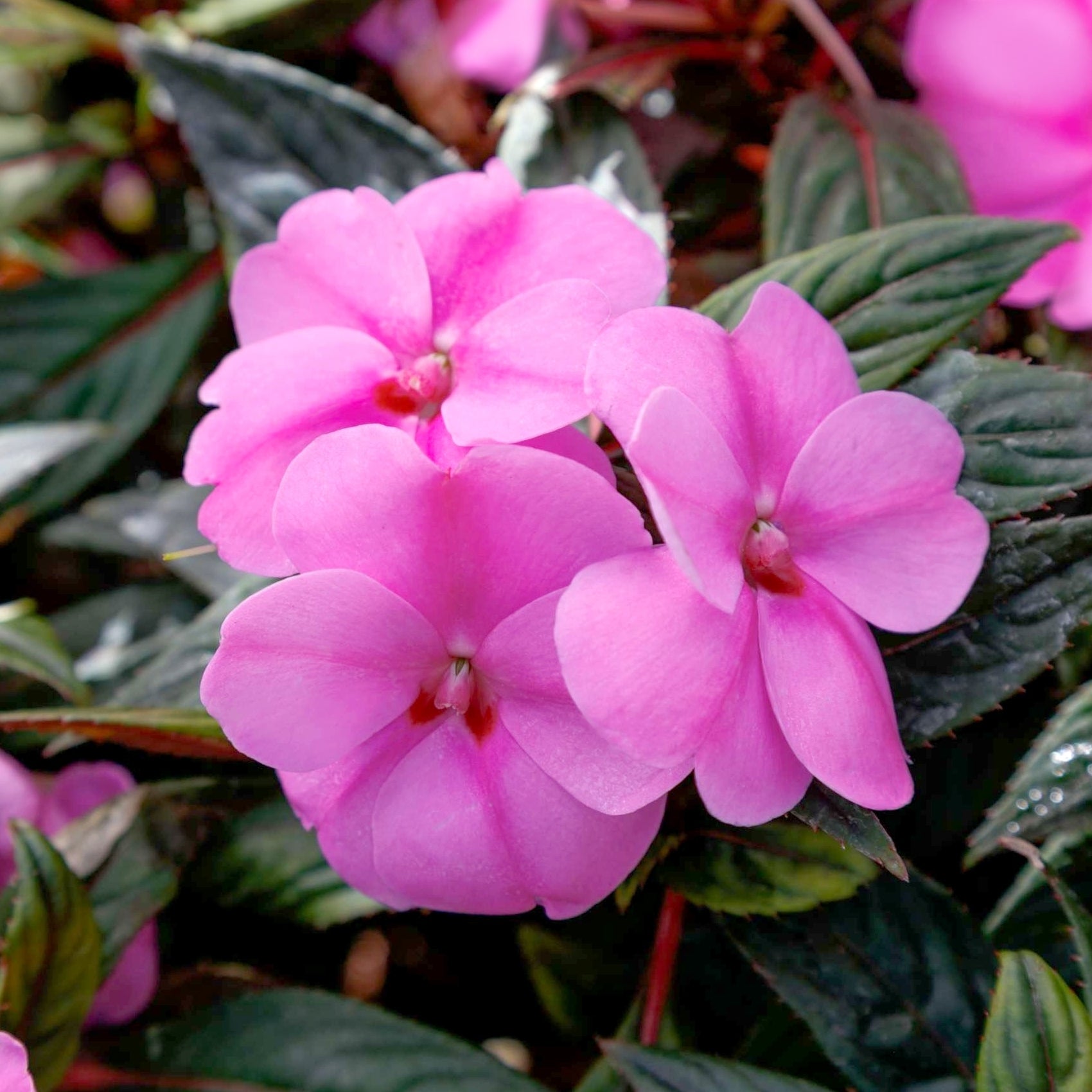 Blush & Blooms SunPatiens® Vigorous Lavender Splash - 2.5" Pot, SPRING PREORDER