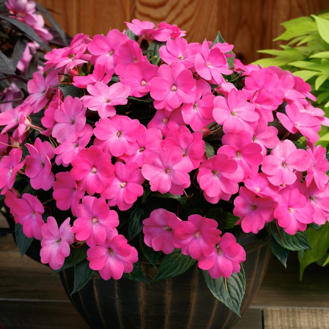 Blush & Blooms SunPatiens® Vigorous Lavender Splash - 2.5" Pot, SPRING PREORDER