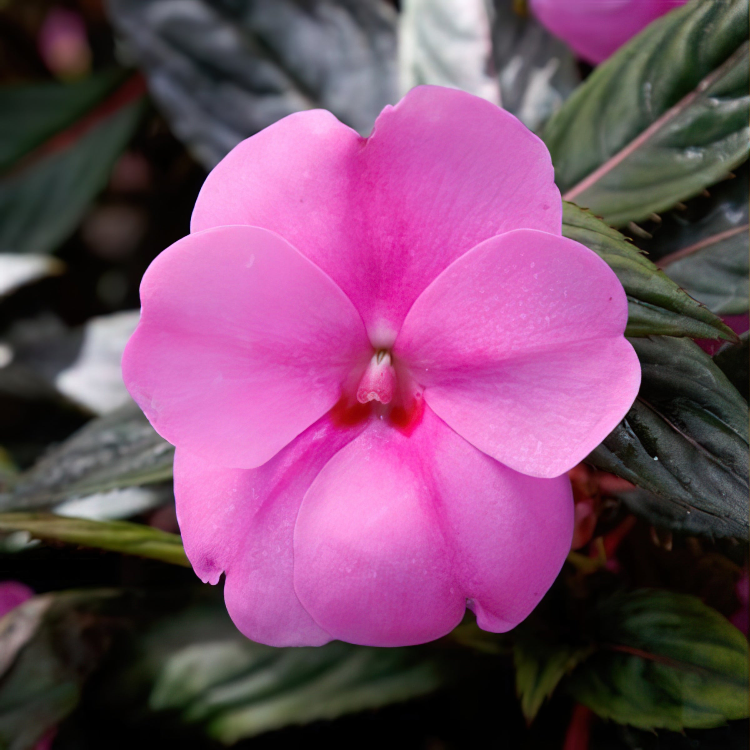 Impatiens SunPatiens® Vigorous Lavender Splash - 2.5" Pot / Box of 4.