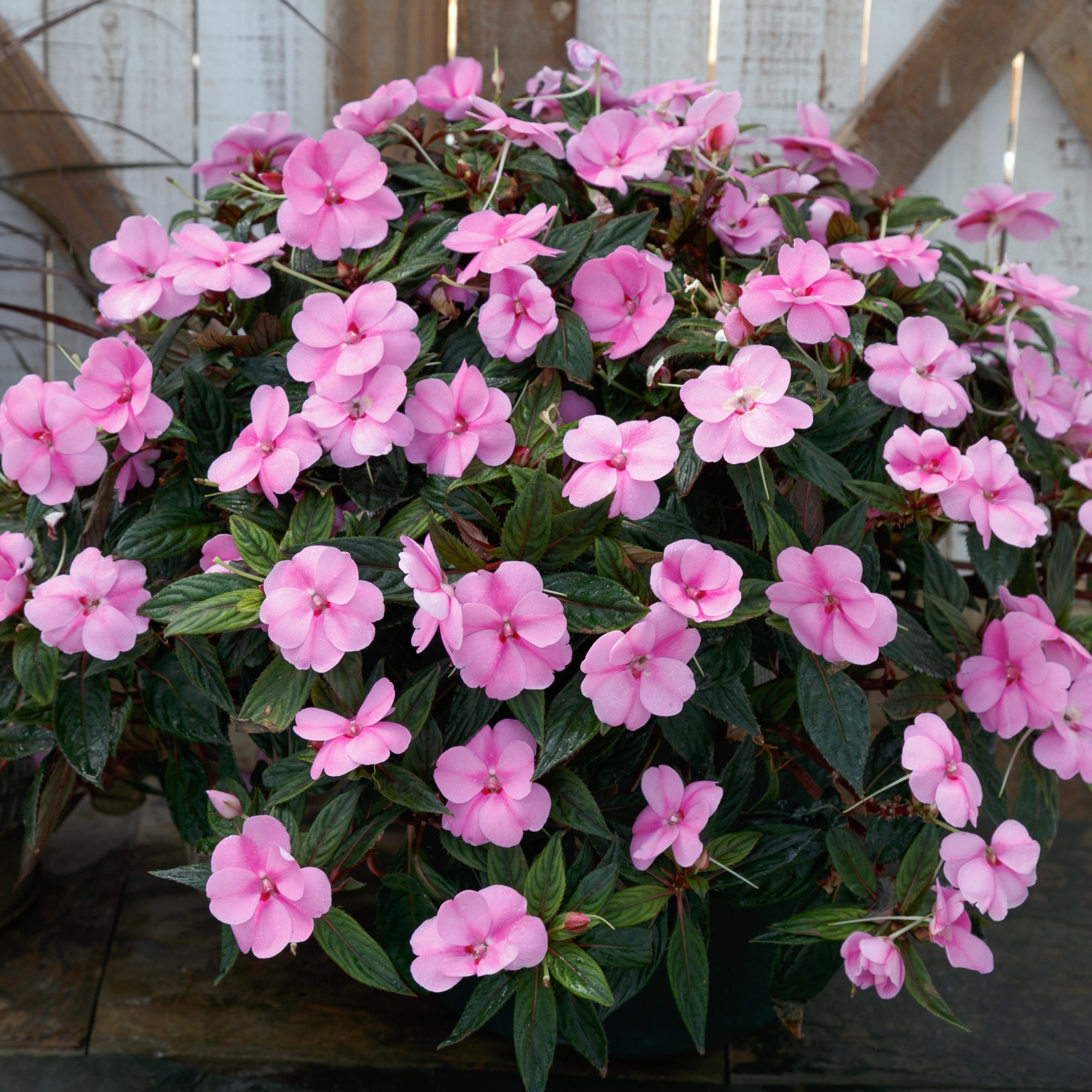 Impatiens SunPatiens® Vigorous Lavender Splash - 2.5" Pot / Box of 4.