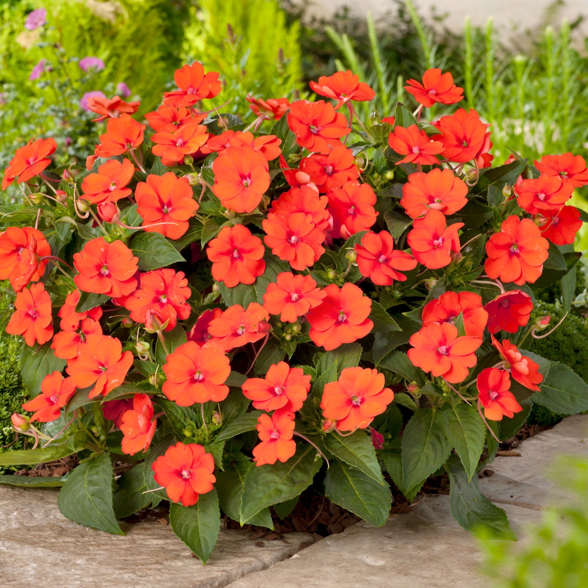 Impatiens, SunPatiens® Vigorous Orange Improved (Tangerine) - 2.5" Pot