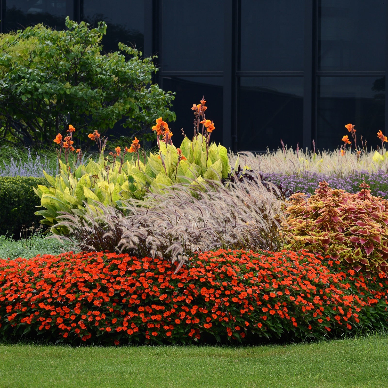 Impatiens, SunPatiens® Vigorous Orange Improved (Tangerine) - 2.5" Pot