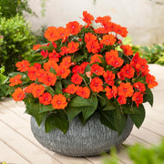 Impatiens, SunPatiens® Vigorous Orange Improved (Tangerine) - 2.5" Pot