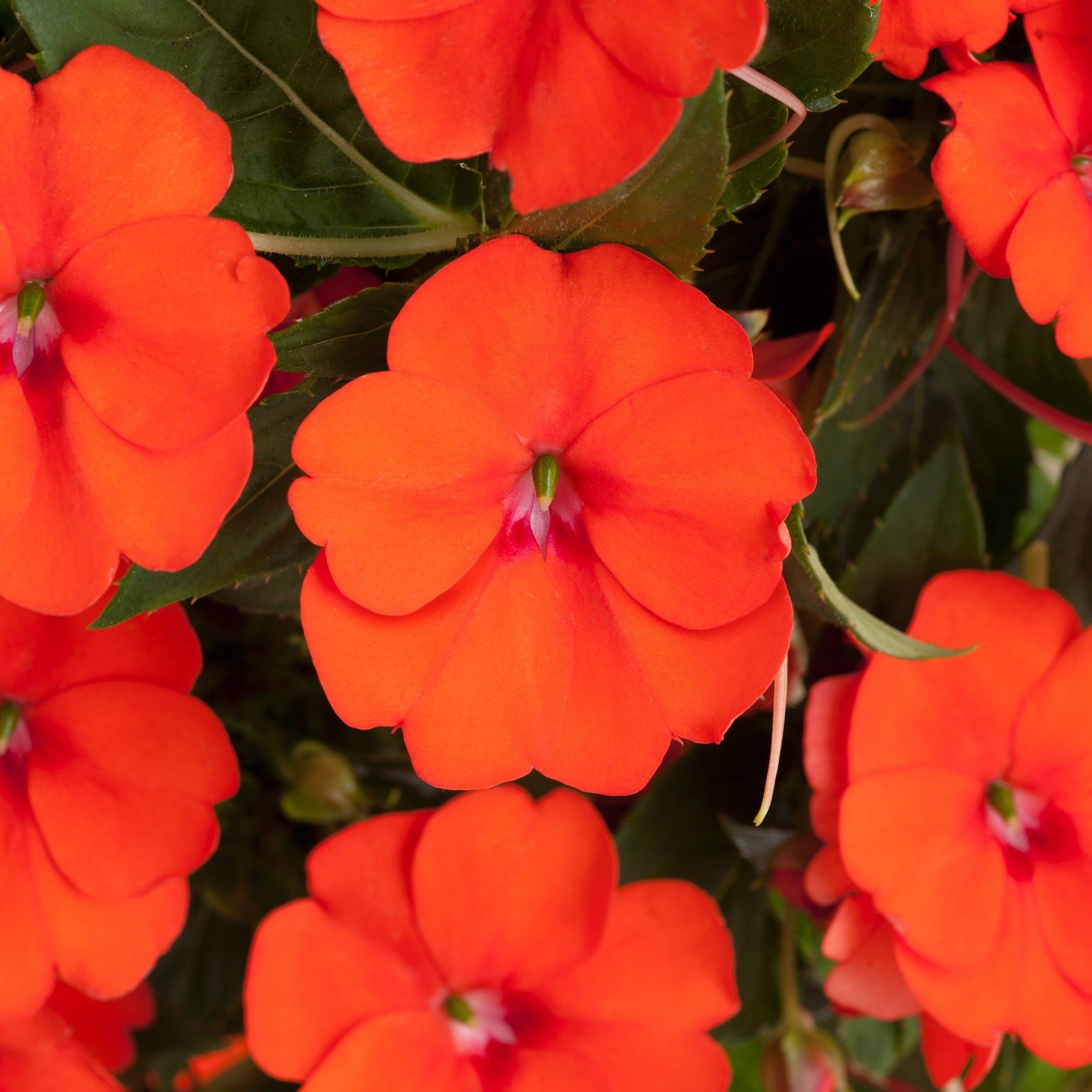 Impatiens, SunPatiens® Vigorous Orange Improved (Tangerine) - 2.5" Pot