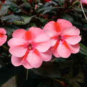 Impatiens SunPatiens® 'Vigorous Peach Candy' - 2.5" Pot / Box of 4. (PICK UP ONLY)