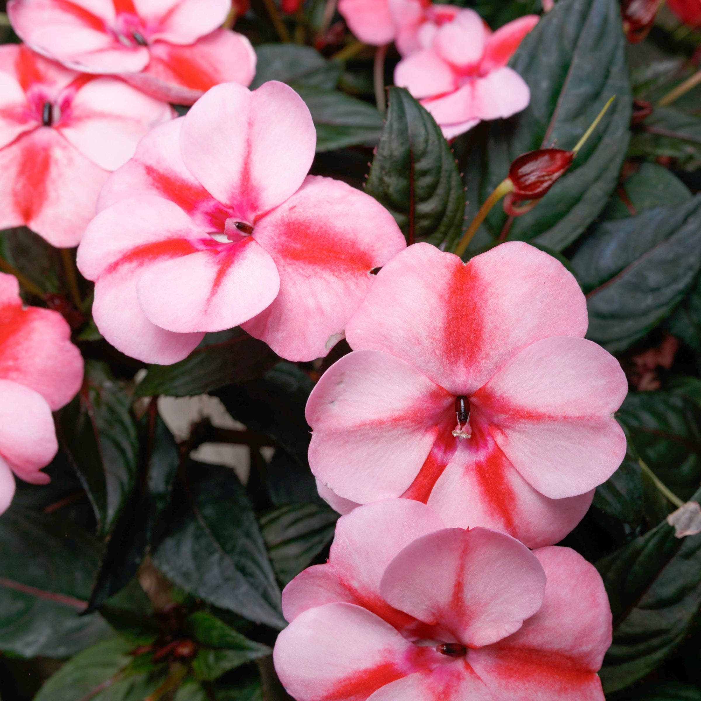 Impatiens SunPatiens® 'Vigorous Peach Candy' - 2.5" Pot / Box of 4. (PICK UP ONLY)